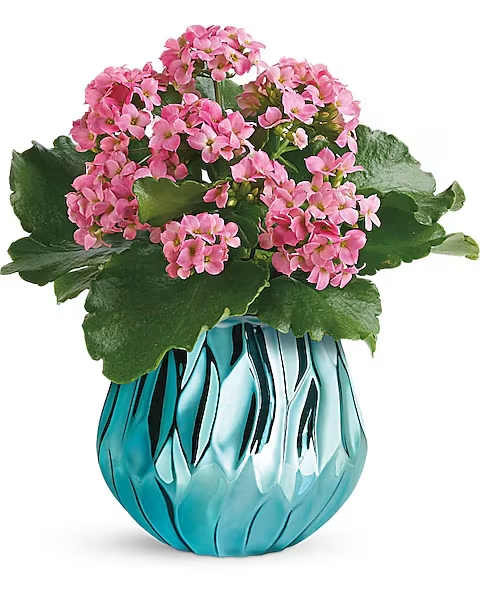 Teleflora's Blooming Gem Kalanchoe Plant - A blooming beautiful gift! This Mother's Day, surprise her with a gift that keeps on giving: a lovely live kalanchoe plant, potted in a mirrored ceramic vase in the prettiest shade of aqua.  This gorgeous gift features a pink kalanchoe plant. Delivered in a Gem of My Heart vase.