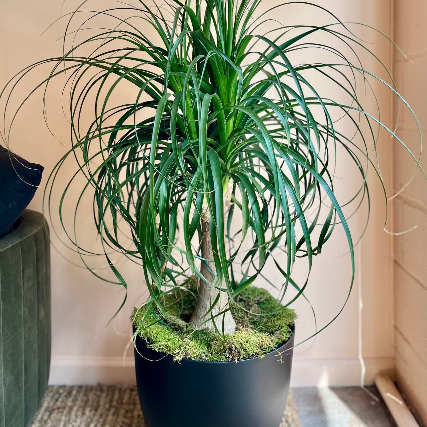 Perfect Ponytail Palm Perfect Ponytail Palm - If you're looking for a statement plant, you can do no better than this perfect ponytail palm! This happy plant is about 4' tall and will add fun and drama to any room. Ponytail palms are low-maintenance houseplants that thrive on neglect, preferring to dry out between waterings and tolerate bright, indirect light. Overwatering is the biggest risk, so allow the soil to dry out completely before watering again.