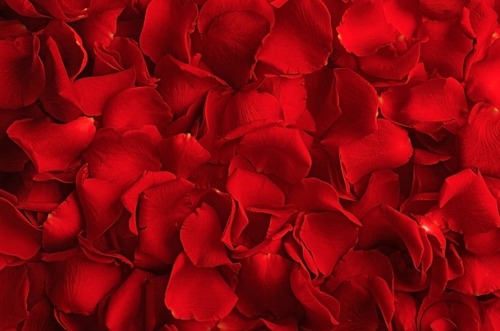 Red Florist's Design Red Florist's Design - One-of-a-kind creation, expertly crafted by a professional florist who selects the freshest and most beautiful flowers available. Rather than following a pre-set design, the florist uses their artistic intuition and knowledge of floral design to craft an arrangement that is both unique and personalized. The arrangement typically features seasonal Ecuadorian premium roses and flowers, ensuring that the blooms are at their peak of freshness and vibrancy. This might include a mix of traditional favorites and more unusual, seasonal blossoms.