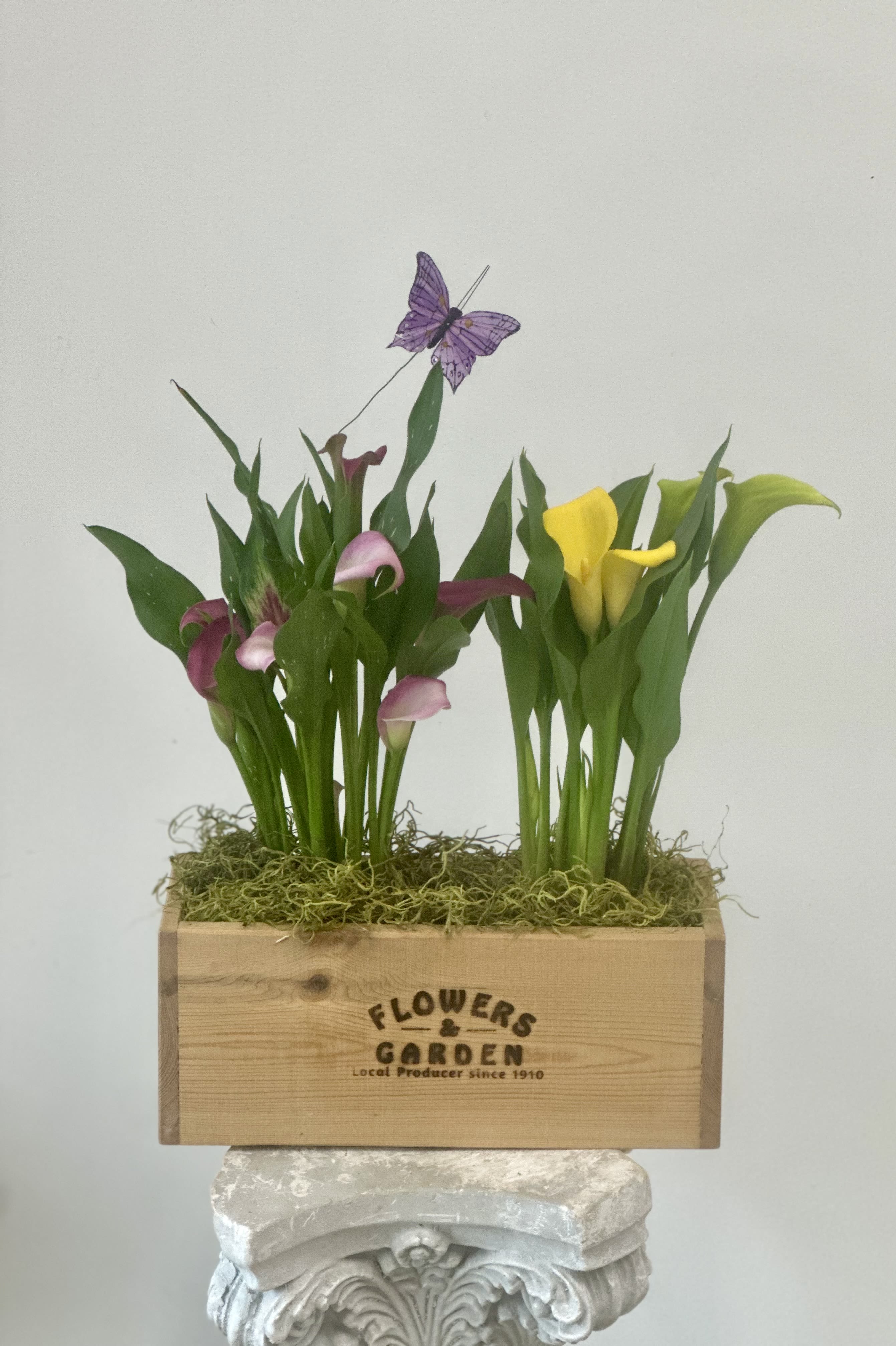 Calla Lily Garden Bounty Box by Westford Florist Floral Art by Veny Calla Lily Garden Bounty Box by Westford Florist Floral Art by Veny - Elevate your home with the enchanting Calla Lily Garden Bounty Box by Westford Florist Floral Art by Veny! This gorgeous arrangement showcases elegant calla lily plants perfectly nestled in a charming wooden box, creating a delightful centerpiece that instantly brightens any space. Accented with soft moss and whimsical butterflies, each detail has been lovingly crafted to bring a touch of nature right into your living room. Whether you’re treating yourself or surprising someone special, this garden-in-a-box is sure to spread smiles and sprinkle joy around every corner! Get ready to revitalize your decor with this stunning floral treasure!