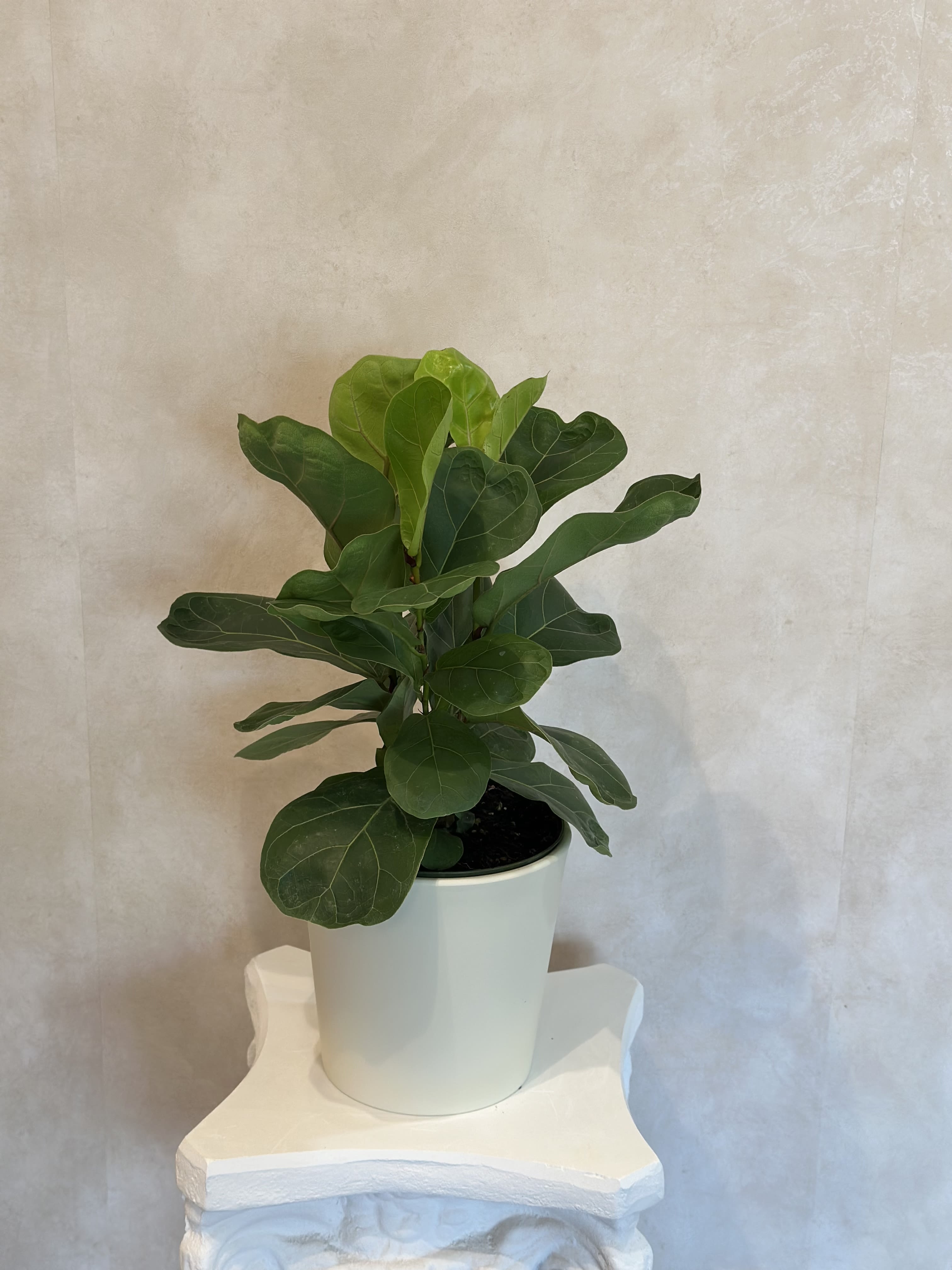 Fiddle Leaf Fig Fiddle Leaf Fig - Baby fig trees need lots of light and a deep watering once a week if in a dry climate! These are a classic present and is sure to please! Send one to celebrate earth day or as a housewarming gift.