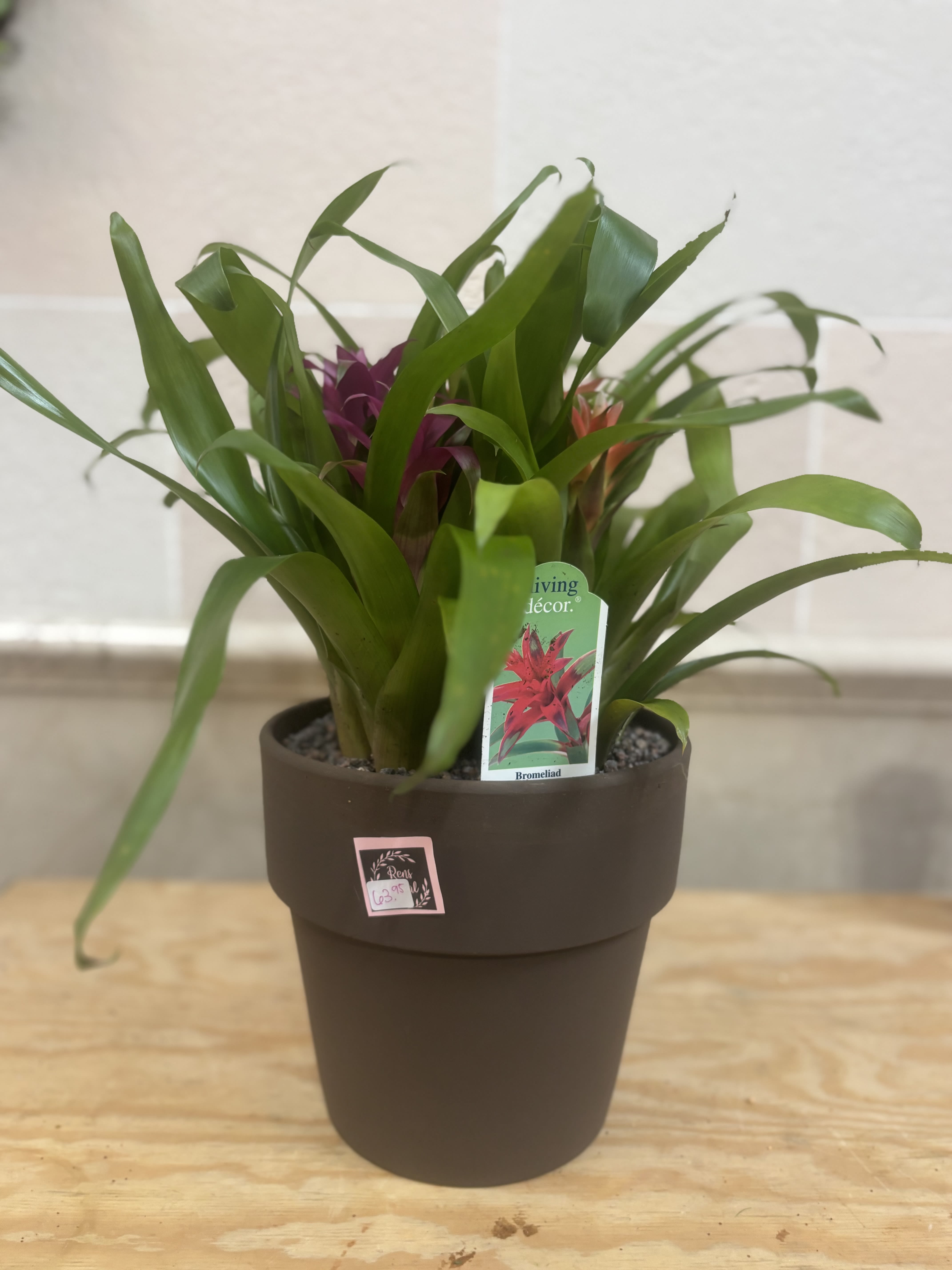 Multicolored Bromeliad Planter  - A bromeliad planter with 3 multicolored stalks.