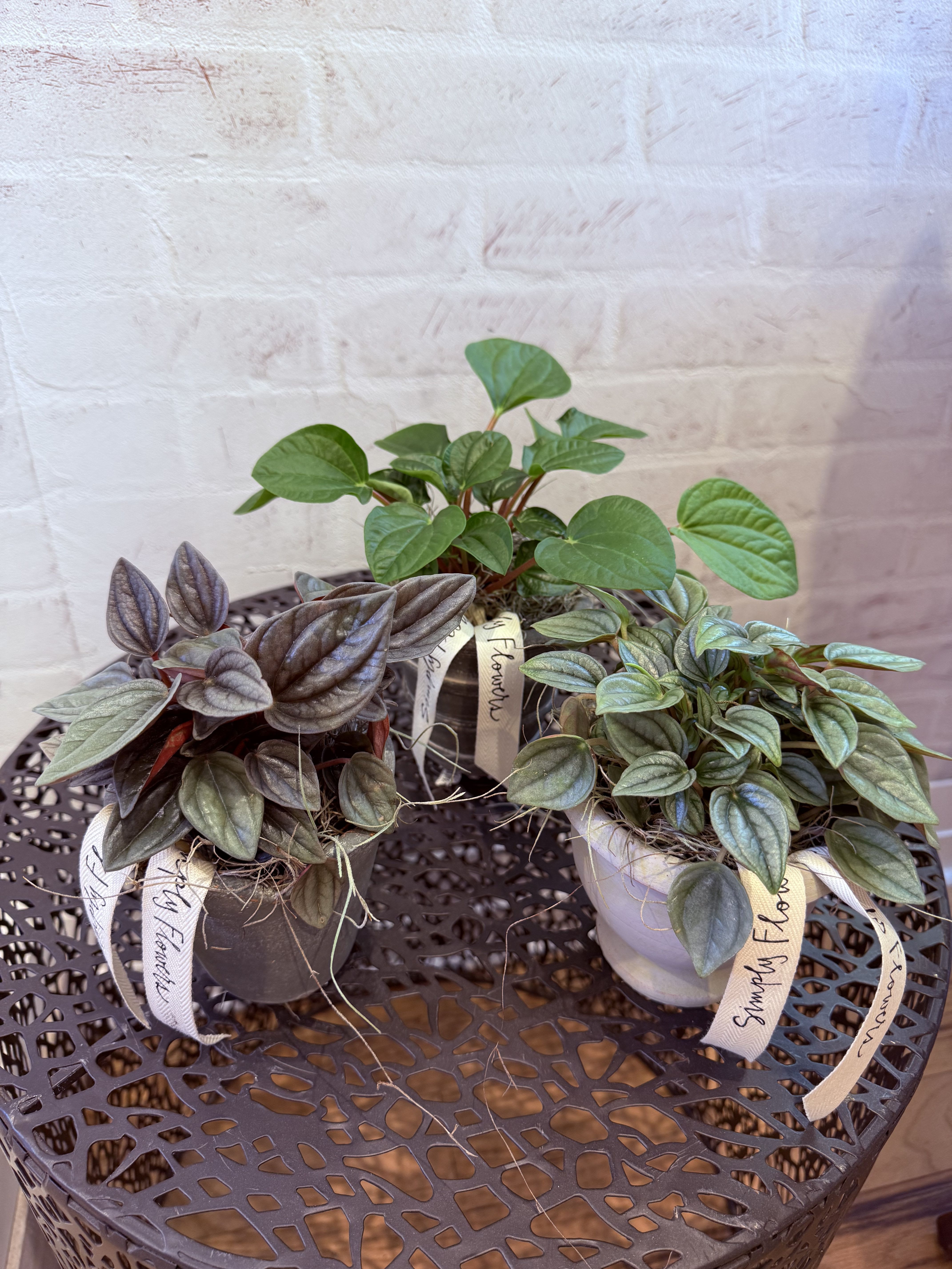 Potted Pepperomia Potted Pepperomia - Our potted Pepperomias are nestled in our darling Botanica herb pots. Finished with moss and our signature ribbon. Variety may vary.