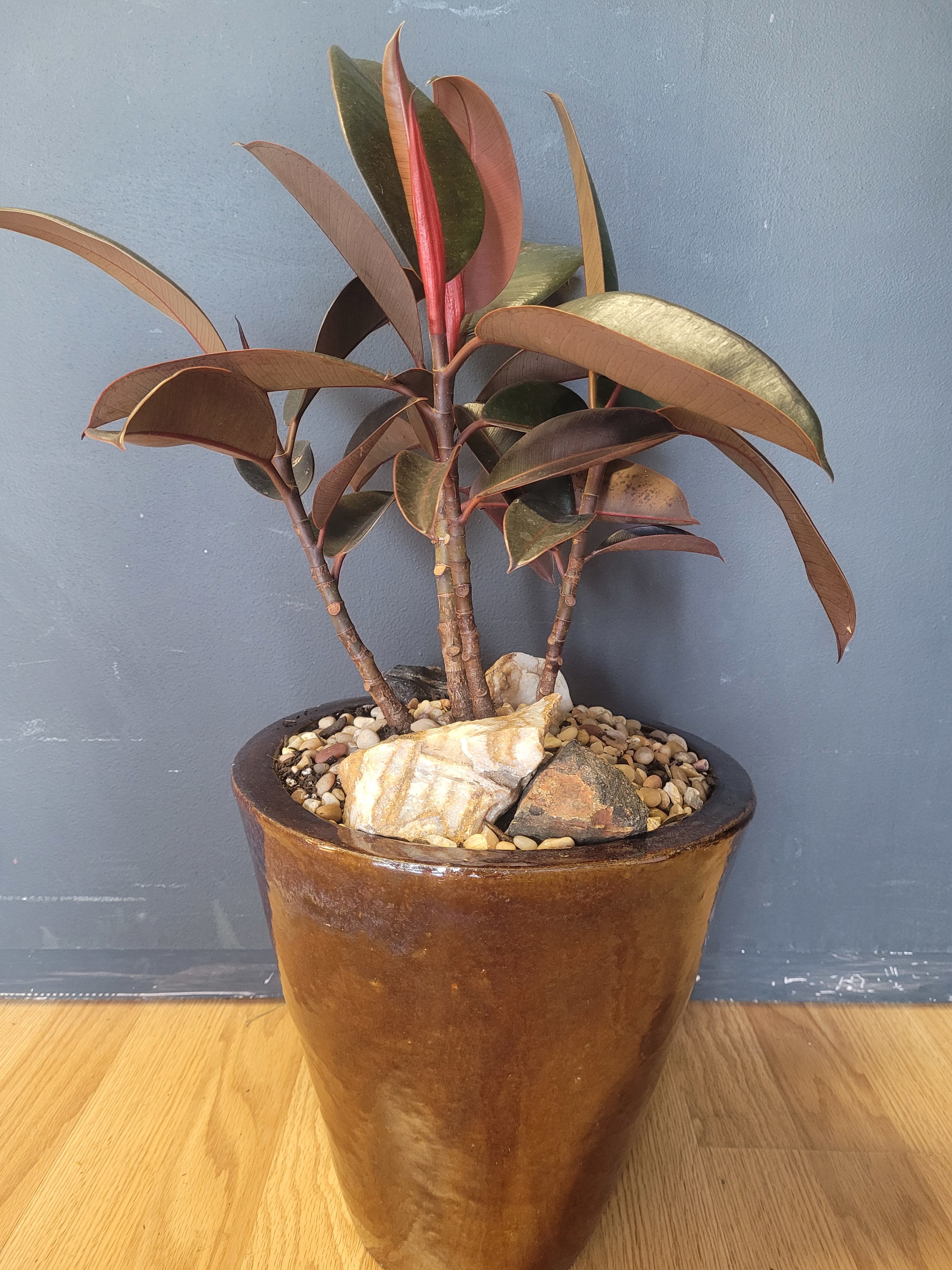 Large Burgundy Ficus - This is a beautiful specimen and ideal for any decor. The Ficus is tolerant to indoor light conditions as well as having air-purifying properties. This arrangement stands 26&quot; tall in a 10&quot; ceramic container. 