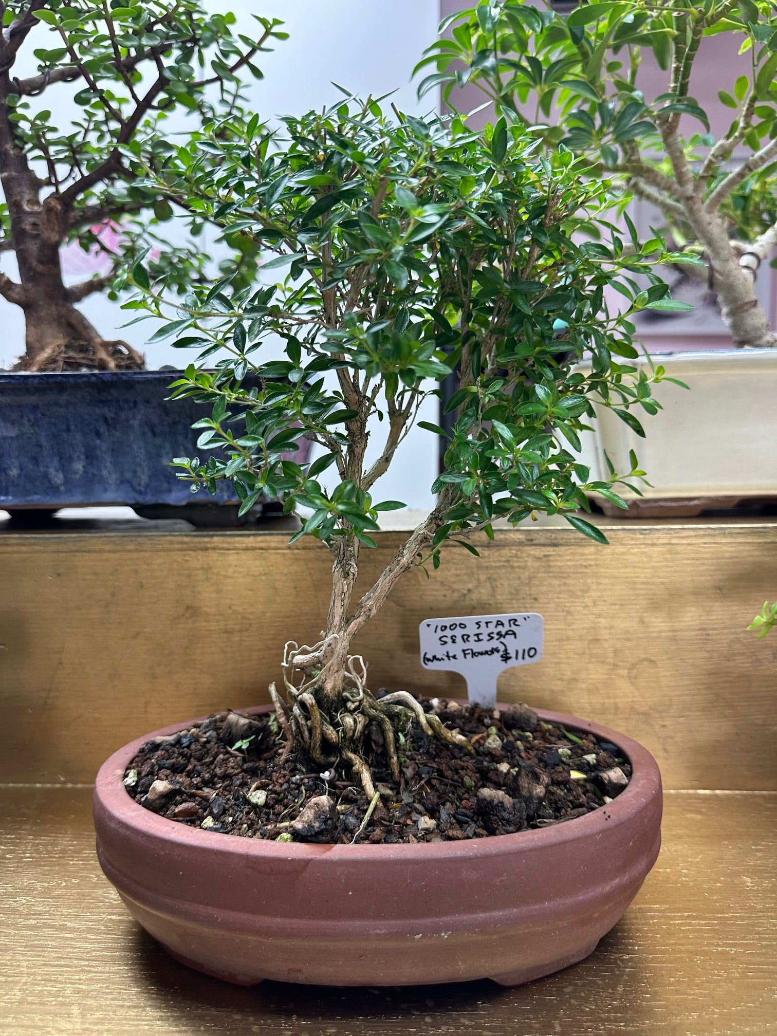 Flowering Serissa Bonsai Flowering Serissa Bonsai - "1000 Star" Serissa (white Flower) Bonsai. This specialty item comes complete with the care guide and a special Bonsai pot. Limited Quantity Available. 13" tall by 9" wide. Floral Focus has teamed up with Zenchaser Bonsai (as seen at the Fine Arts Fiesta in Wilkes-Barre) to be able to provide customers with the Bonsai experience. Call Floral Focus for information on classes.