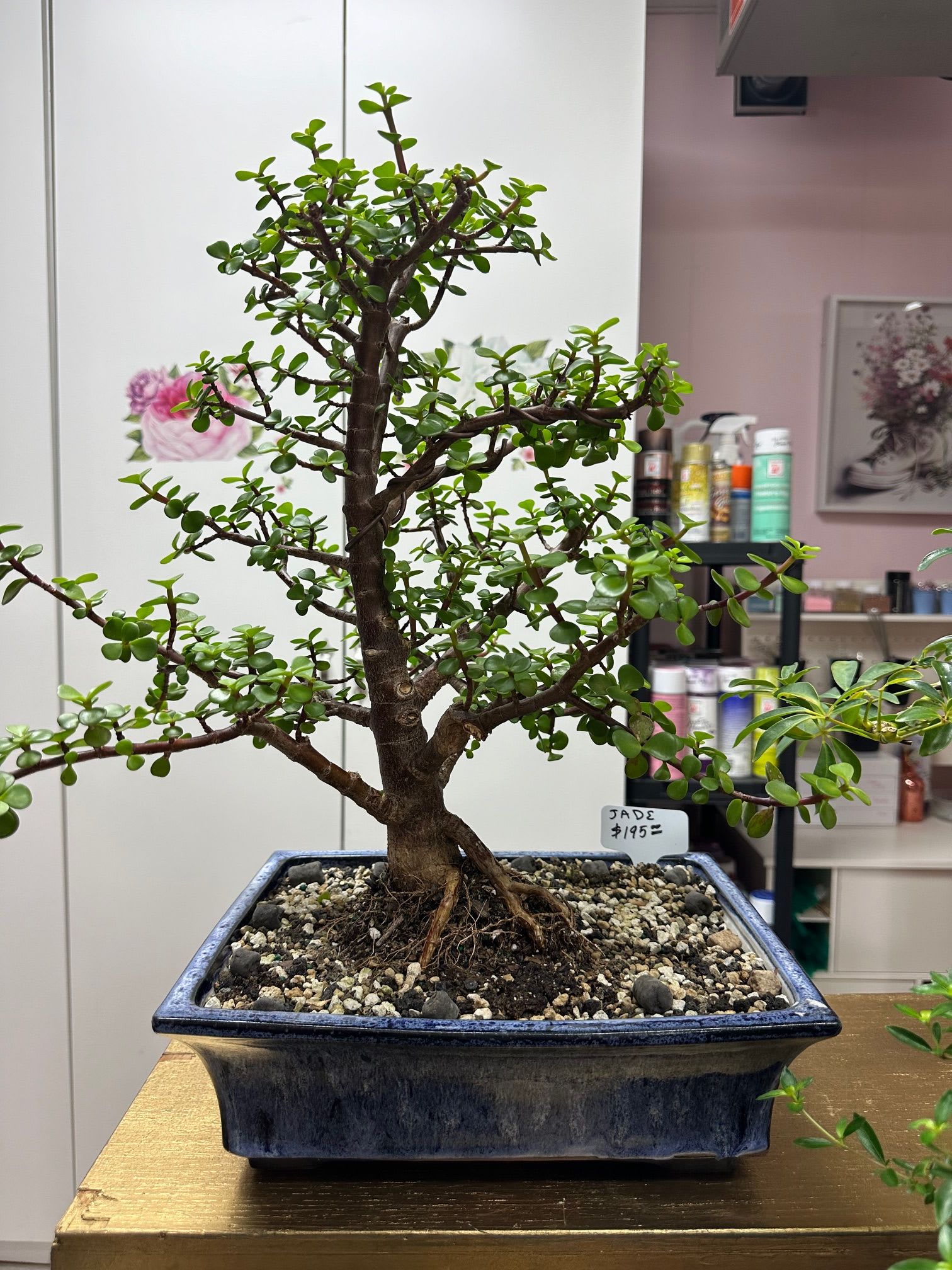 Large Jade Bonsai Large Jade Bonsai - Large Jade Bonsai. The Jade Bonsai Tree flaunts a beautiful trunk and root display, in a majestic blue compote. This specialty item comes complete with the care guide and a special Bonsai pot (the blue compote). 22" high by 17" wide including pot. 1 Available. Floral Focus has teamed up with Zenchaser Bonsai (as seen at the Fine Arts Fiesta in Wilkes-Barre) to be able to provide customers with the Bonsai experience. Call Floral Focus for information on classes.