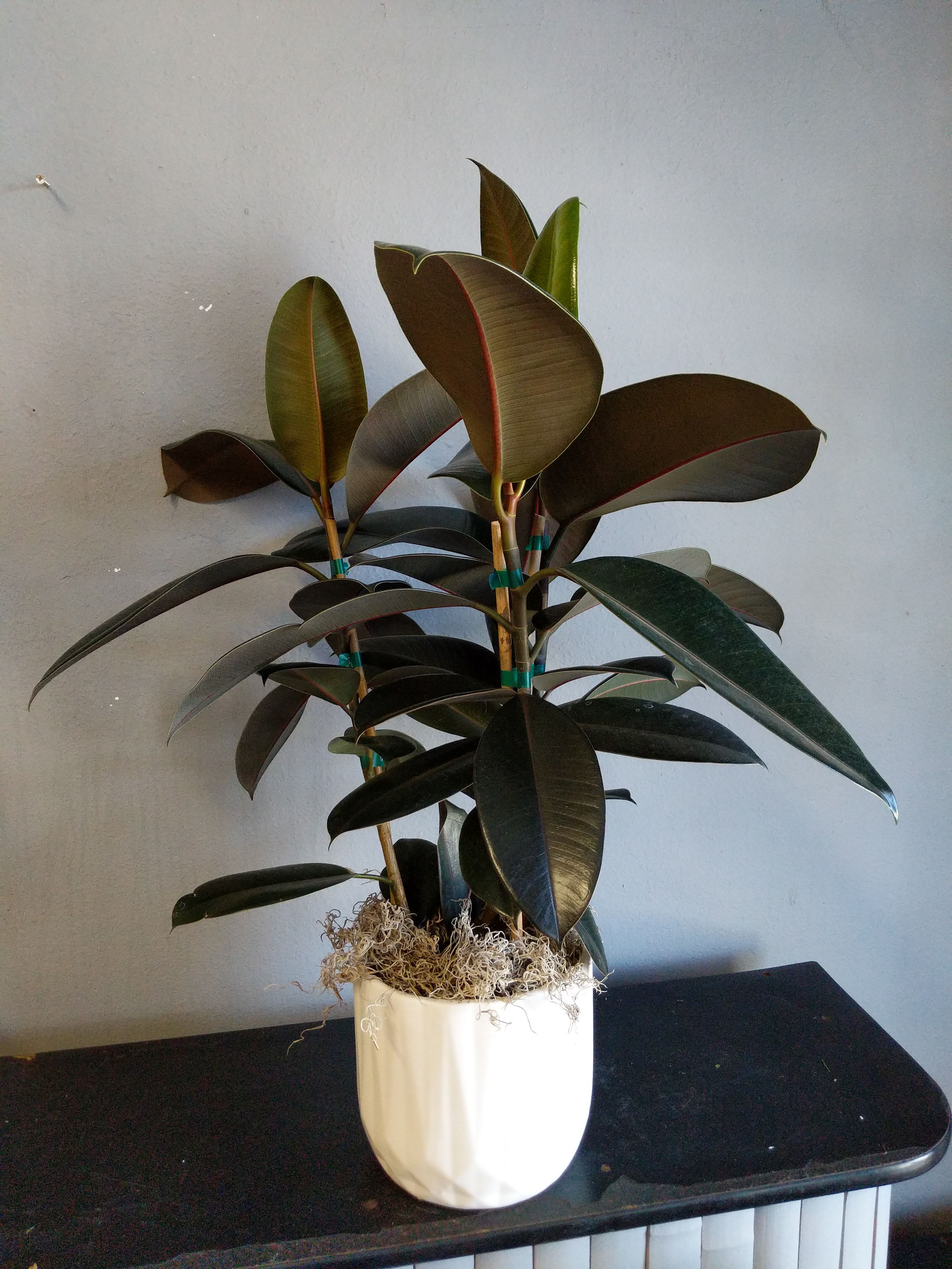 #2 Ficus/Rubber Tree #2 Ficus/Rubber Tree - Simply gorgeous. This burgundy rubber tree will bring beauty to any space. Stands a little over two feet tall.
