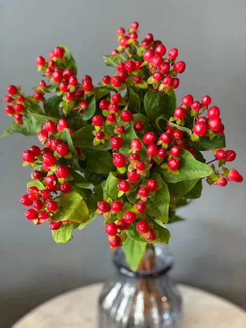 Hypericum berries (10 stems) Hypericum berries (10 stems) - Hypericum bunches contain 10 stems. Please read the following instructions before placing your order. Bulk flower orders placed through our online site must be placed two days in advance from the desire pick up date, that will give us enough time to get it ready for you in case we do not have the item available in store. To check availability of the item you could contact our location in Tustin for more information. If you place the order with no anticipation time your order must be canceled. 155 W. First St. Tustin, CA. 92780 (714) 368-9845 Monday 8 a.m. - 4 p.m. Tues-Fri 8 a.m. - 6 p.m. Saturday 8 a.m. - 4 p.m. Sunday 10 a.m. - 2 p.m.