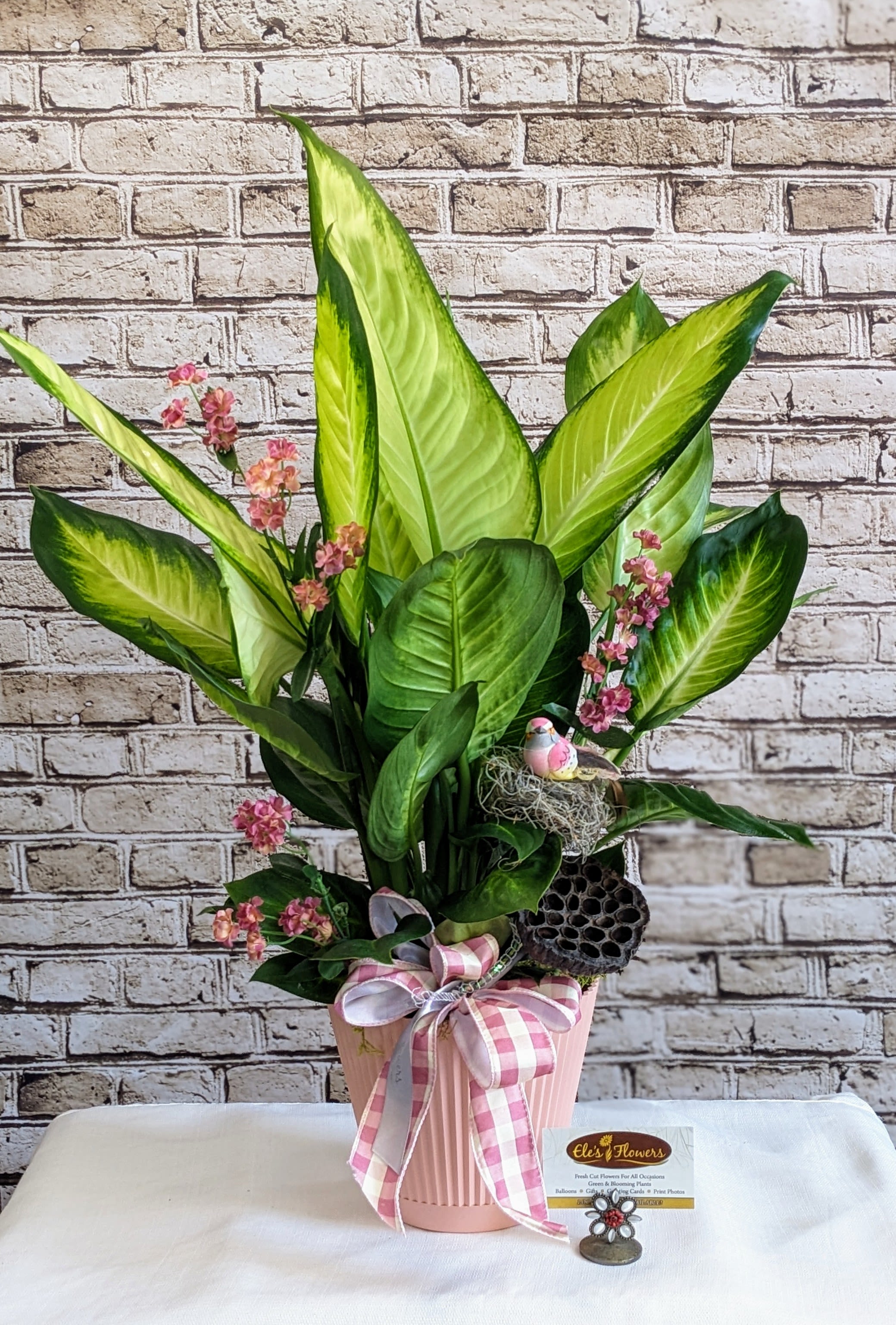 Delightful Dieffenbachia - 6" Planter Delightful Dieffenbachia - 6" Planter - Add a touch of tropical elegance to your space with a Dieffenbachia, also known as Dumb Cane. This stunning houseplant is prized for its large, variegated leaves, showcasing a beautiful mix of green, cream, and yellow tones. Its bold foliage brings instant vibrancy to any home or office, making it a perfect choice for plant lovers of all levels. Care instructions are provided. Dieffenbachia is placed in a handwoven basket and adorned with permanent botanical flowers, lotus pod and a delicate bird in nest. Approximate Dimensions: 23"H x 15"W