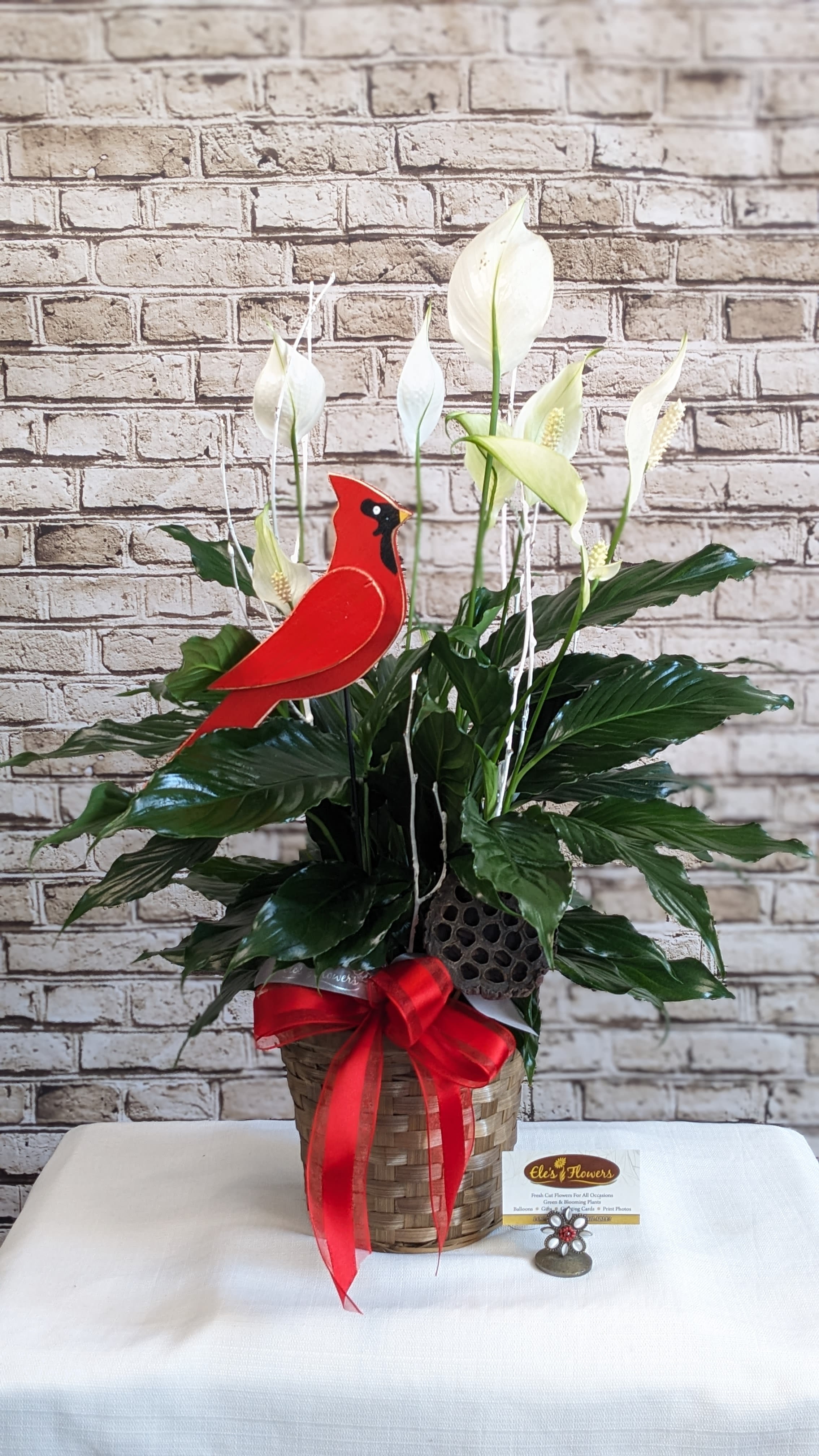 Cardinal Peace Lily - 6" Planter Cardinal Peace Lily - 6" Planter - The Peace Lily is a popular, easy-to-care-for houseplant known for its glossy green leaves and elegant white blooms, which symbolize peace and tranquility. Ideal for low to medium light conditions, it also helps purify the air, making it perfect for homes and offices. Peace lilies prefer consistently moist soil but shouldn’t sit in water. They’re a great choice for adding beauty and a calming presence to any indoor space. We incorporate a wooden cardinal gift item inside the plant for added appeal. Keep in mind that all parts of the plant are toxic if ingested, so take care around pets and children. Care instructions are provided. Approximate Dimensions: 26"H x 18"W