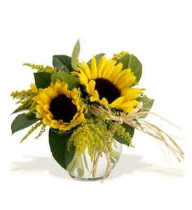 Granbury's Back To School Flowers - Sunflowers in rose bowl with lemon tip foliage. Fresh Flowers delivered in Granbury and surrounding counties by Granbury's #1 Flower Shop Town and Country Floral
