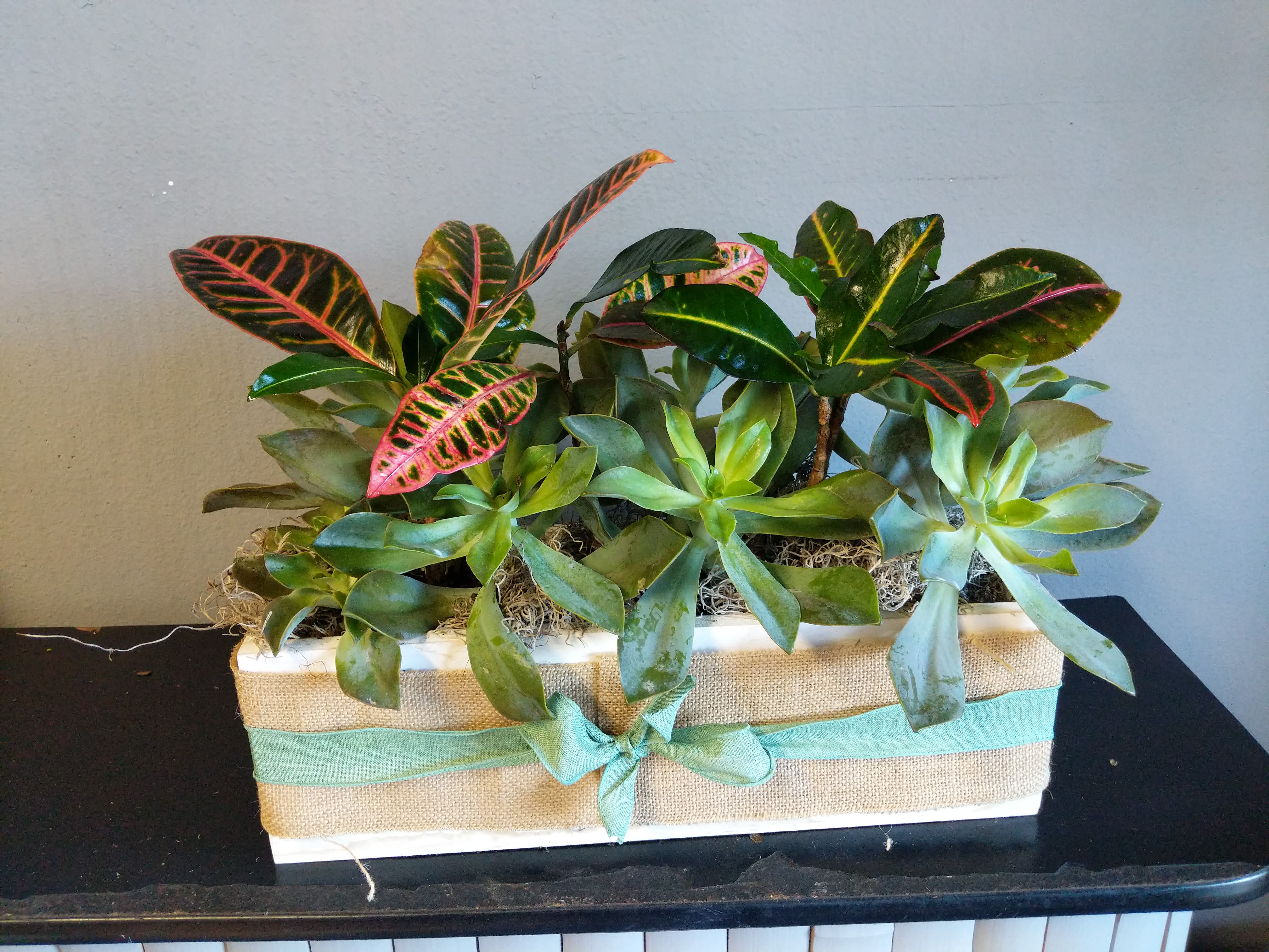 Succulent Mix with Croton Succulent Mix with Croton - A beautiful mix of succulents and croton in a white wooden box.
