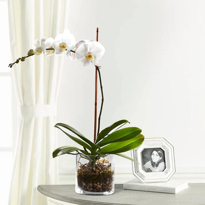 White Orchid Planter White Orchid Planter - Rare. Exquisite. Beautiful. This exotic and graceful Phalaenopsis Orchid is presented in a simple glass cylinder planter garnished with river rocks. It's perfect for adding a touch of natural elegance to any space, and it makes an excellent gift for any occasion. Details 6" White Phalaenopsis Orchid