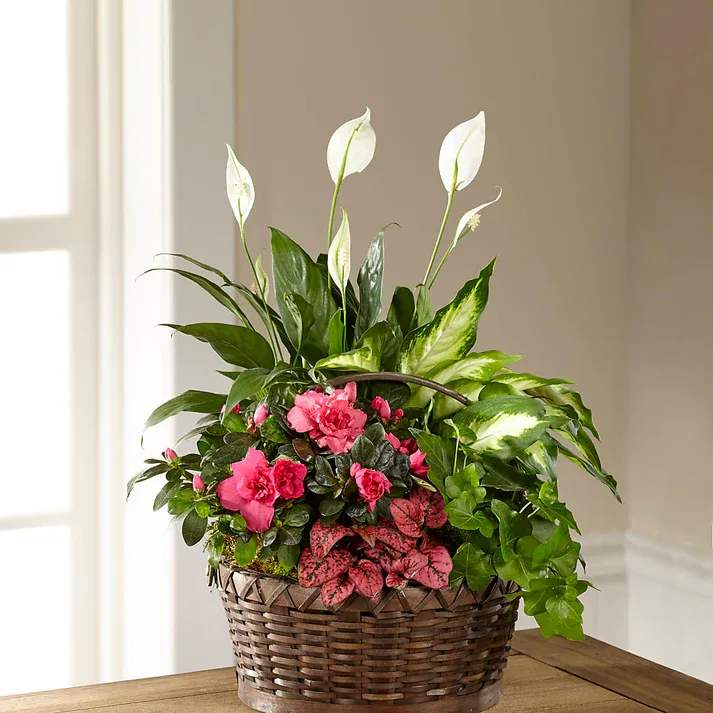 Dream in Pink Dishgarden Dream in Pink Dishgarden - Drawing the eye in with an azalea plant blossoming with ruffled pink blooms and a polka dot plant which flaunts speckled pink leaves, this dishgarden continues to impress with an assortment of lush green plants, including an ivy plant and a peace lily plant. Presented in a dark round woodchip woven basket. Details Approximately 19" H x 14" W