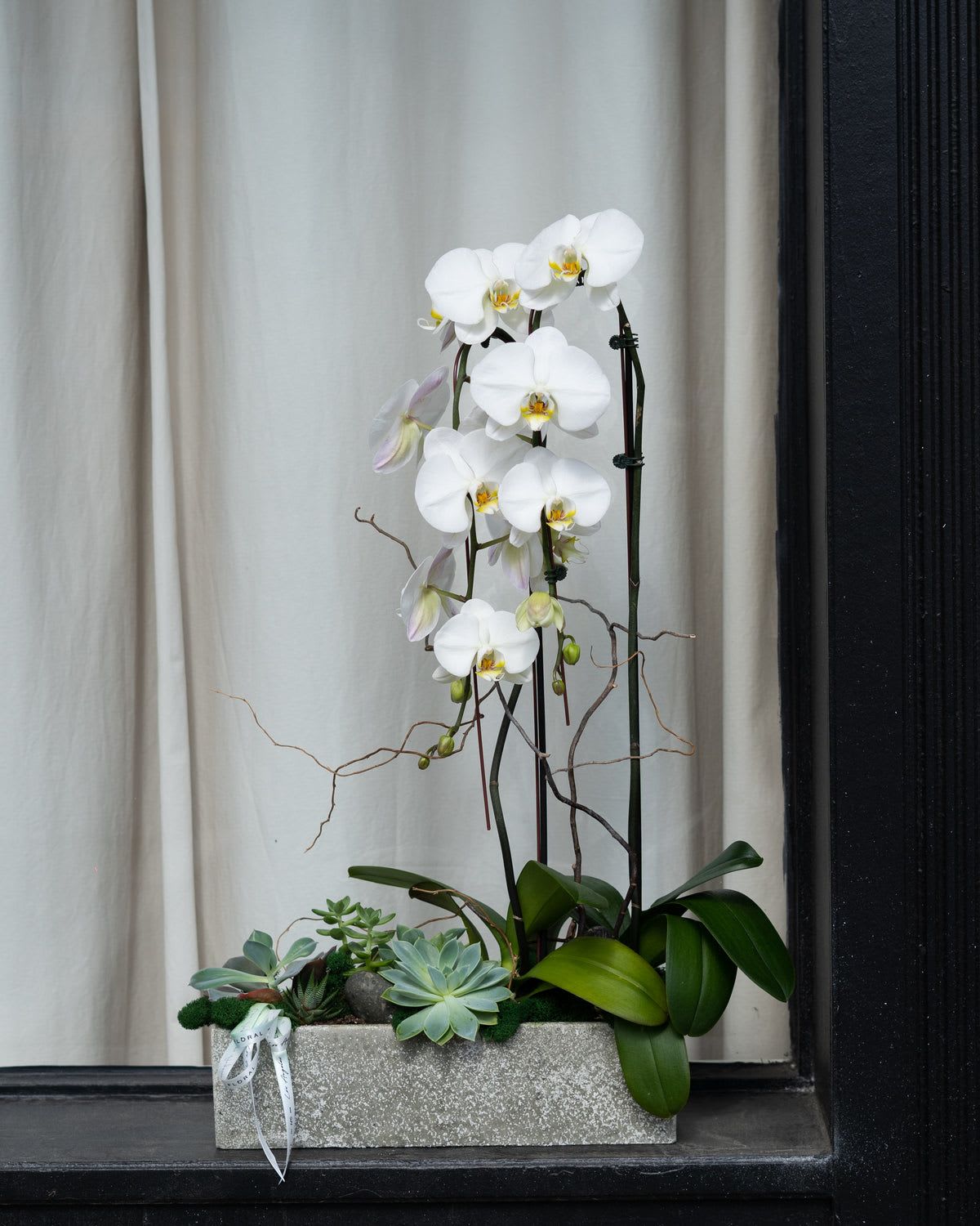 NO.891 - ELEGANT ORCHIDS NO.891 - ELEGANT ORCHIDS - Two orchids elegantly arranged with a succulents in our ceramic pot.