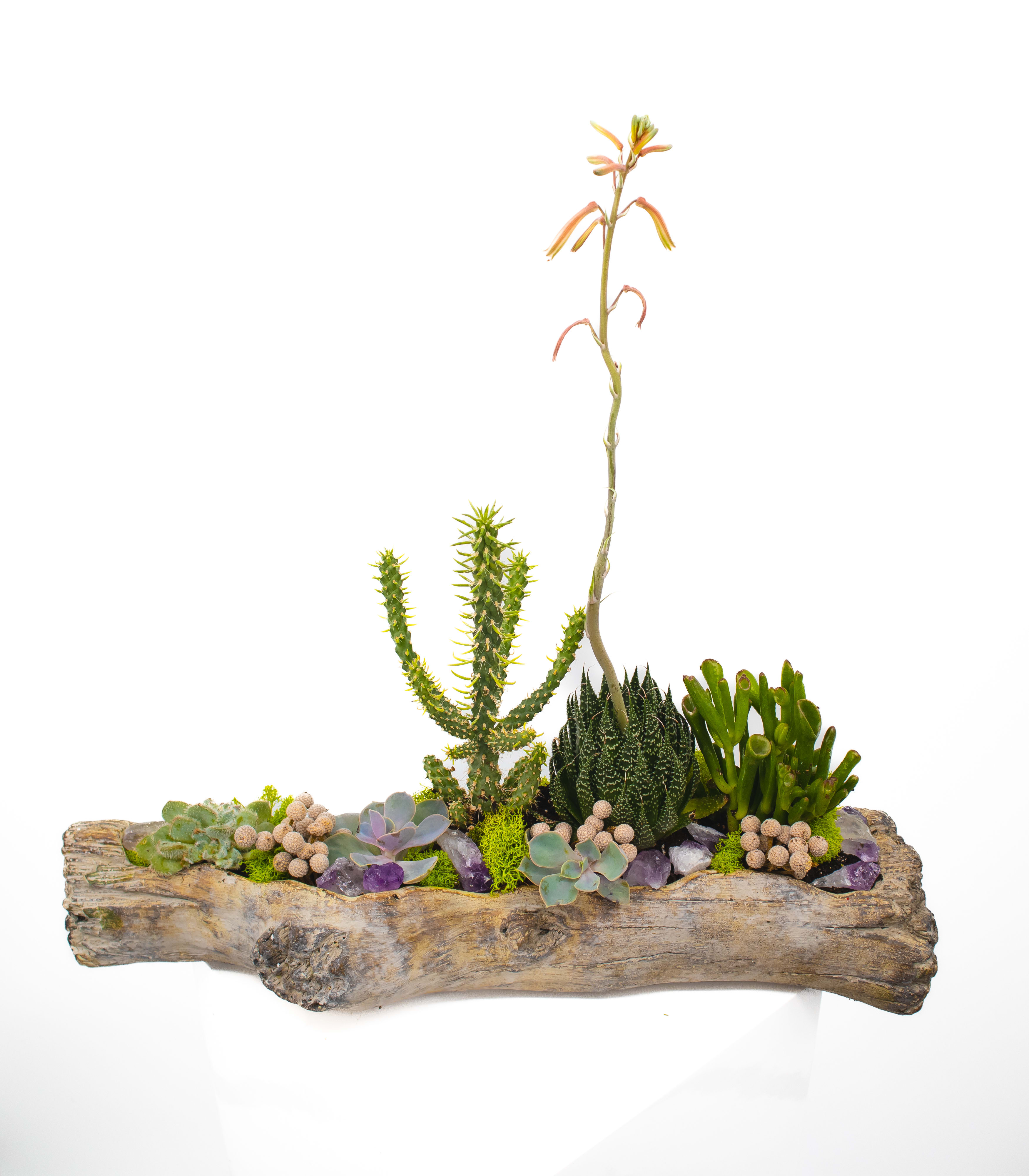 David - The use of faux driftwood as a vessel to hold this unique arrangement, is ideal for any space that is needing a delicate yet strong feel. The textures of the succulents &amp; cacti play so well with the smooth finish of the beautiful driftwood. It's sure to start a conversation.