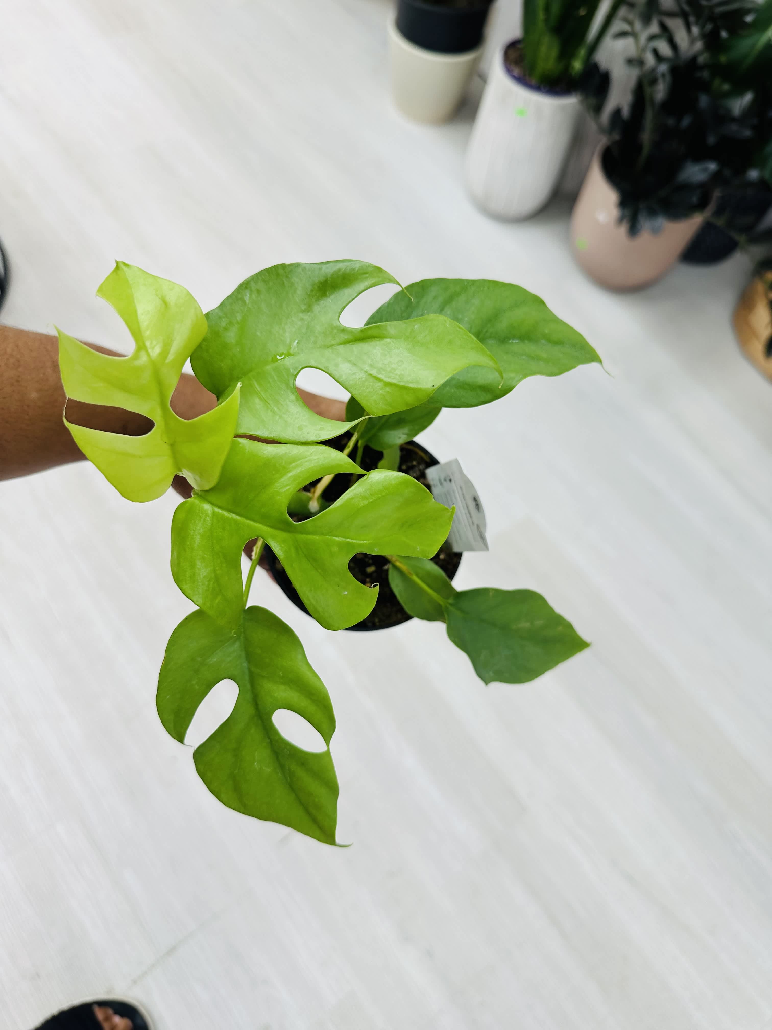 Mini Monstetra - Very low maintan and easy care plant.  Light: Low to medium indirect light Water: Keep the soil moist, water when the top soil is dry Pet Friendly: No     