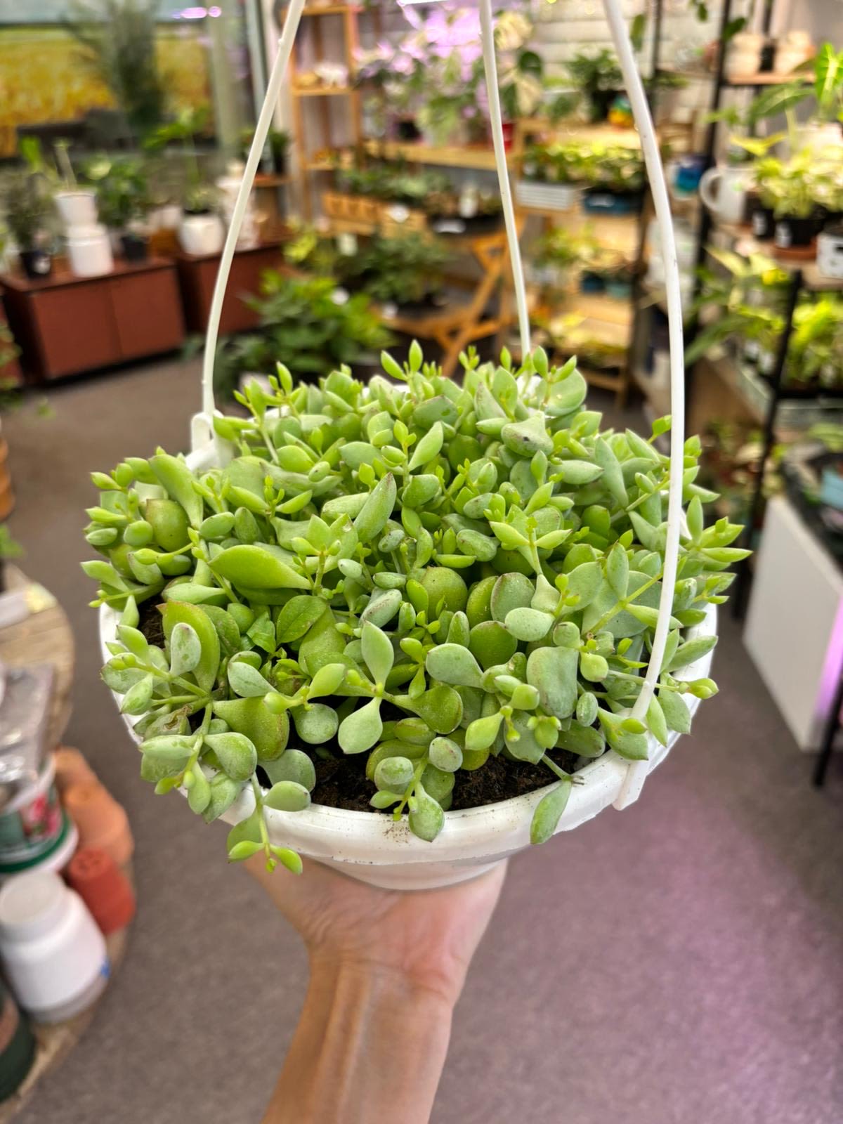 Cotyledon Hangin Basket - As succulents, this is  relatively drought tolerant, and requires little water, making them forgiving of neglect. To keep these houseplants happy, it is best to provide them with top down, very bright indirect light.