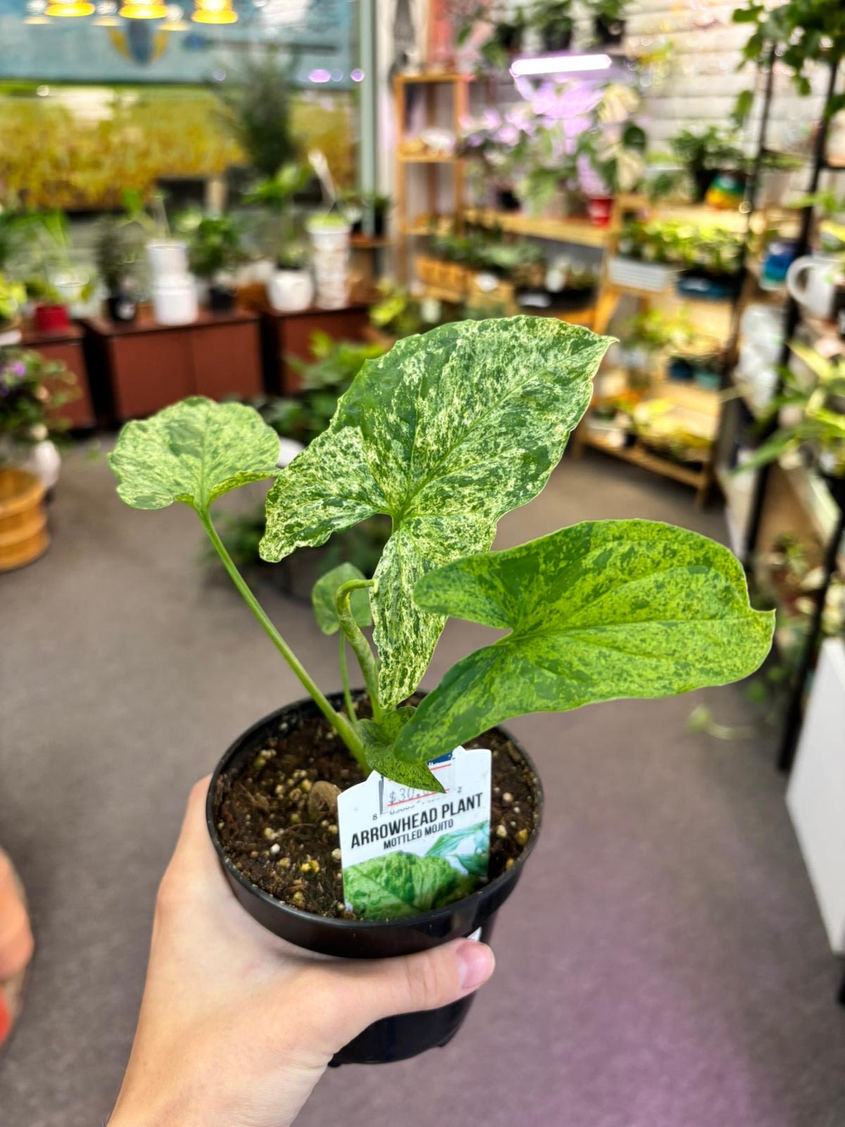 Syngonium Mojito  - Rare Syngonium