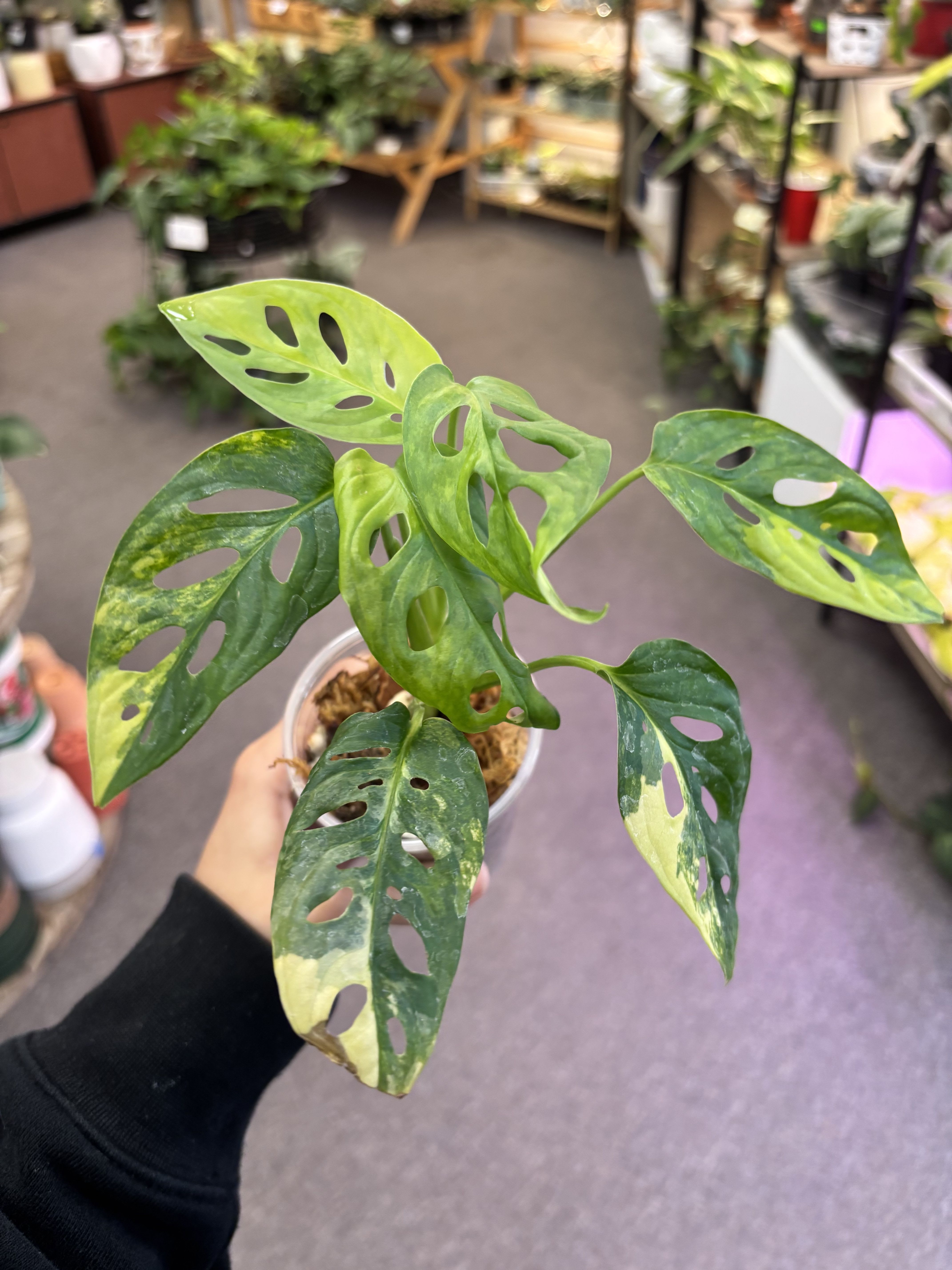 Monstera Adansonii Aurea Variegated Monstera Adansonii Aurea Variegated - Rare monstera 4” inches pot