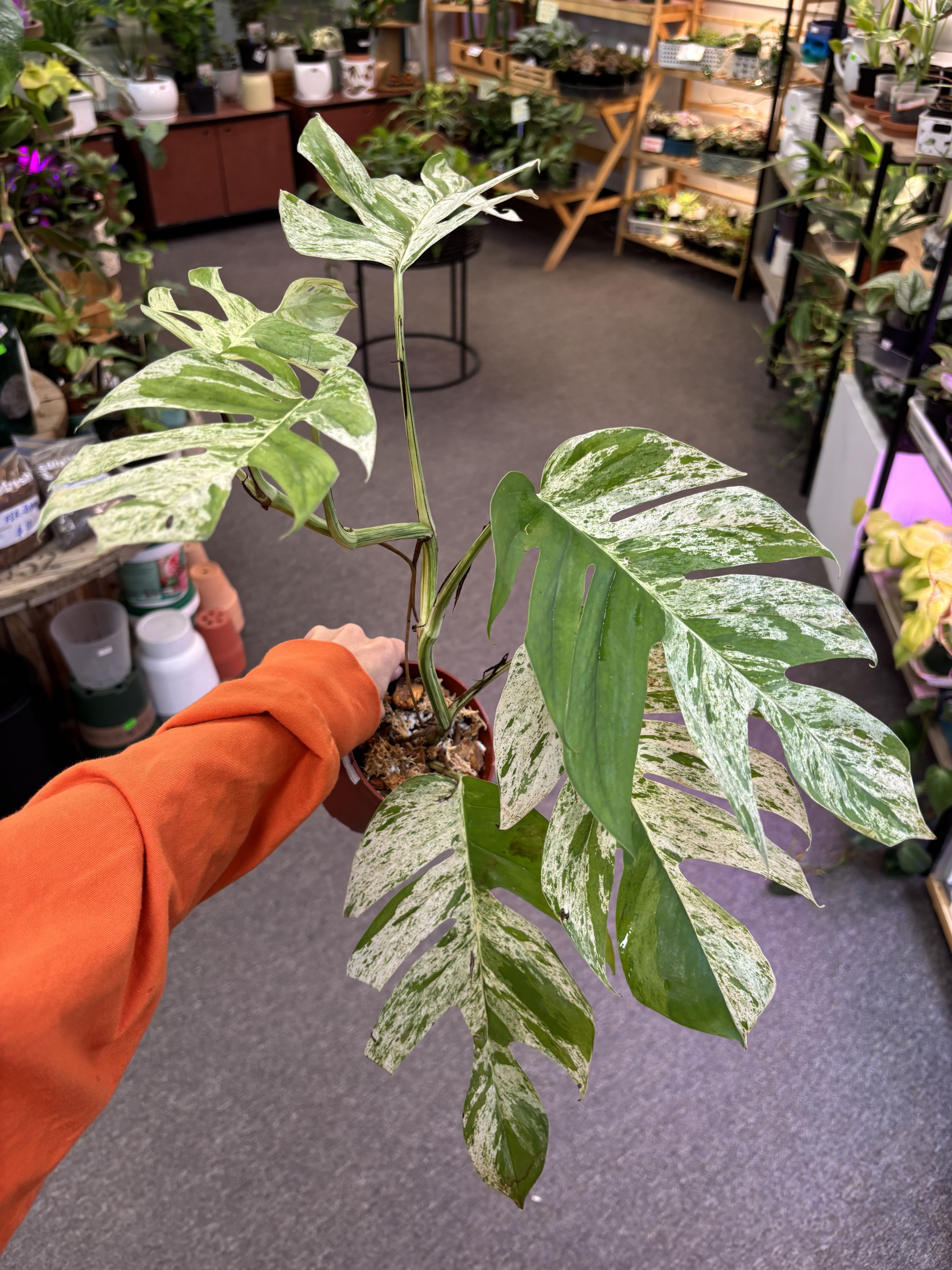 Monstera Epi Marboe - Monstera Epi marble, the Variegated Monstera, is famous for its beautiful variegated leaves painted with splashes of creamy-yellow stripes.  Light:  Bright but indirect light Water: Water when the top soil is dry.  Pet Friendly: No       