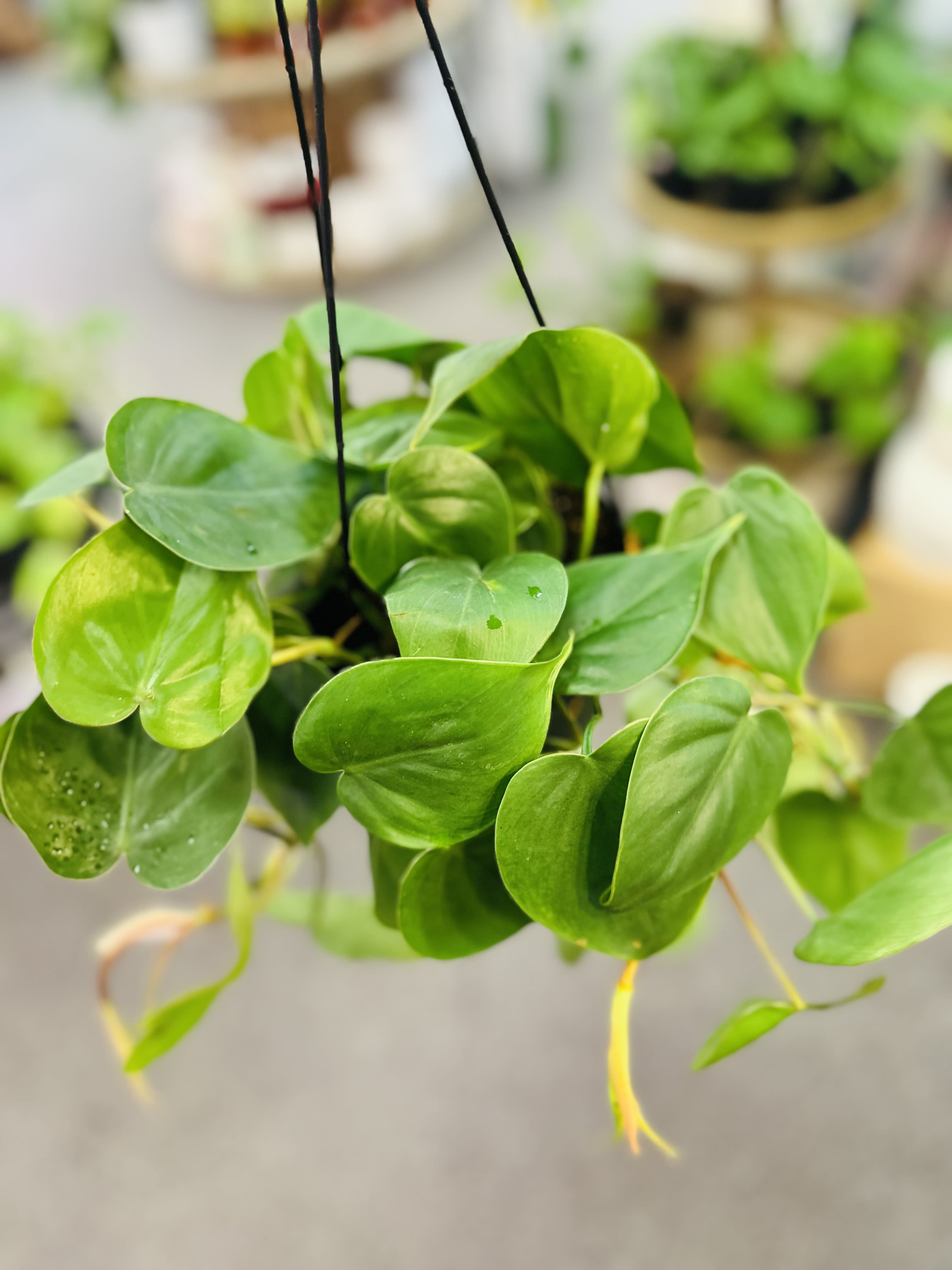 Philodendron Heartleaf Philodendron Heartleaf - Prefer medium indirect light and water when soil 70% dried out.
