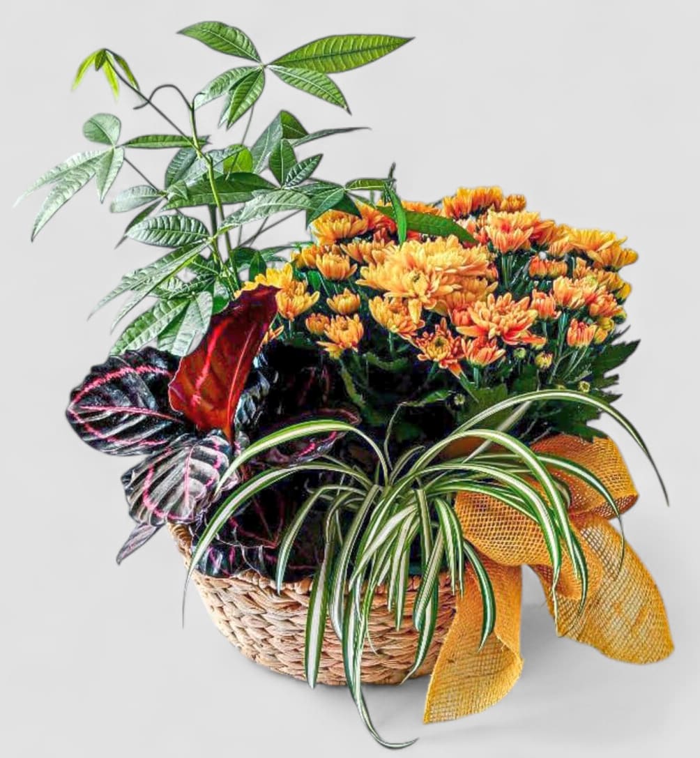 Deluxe Dish Garden Designer's Choice - Send this beautiful thoughtful deluxe dish garden gift as a way to express that you are thinking of them and how much you care. This gift with it's large size willow basket filled with five unique plants and flowers adorned with a pretty yellow jute ribbon bow will surely impress. 24&quot; x 24&quot; Send this today for every occasion. Send beautiful.