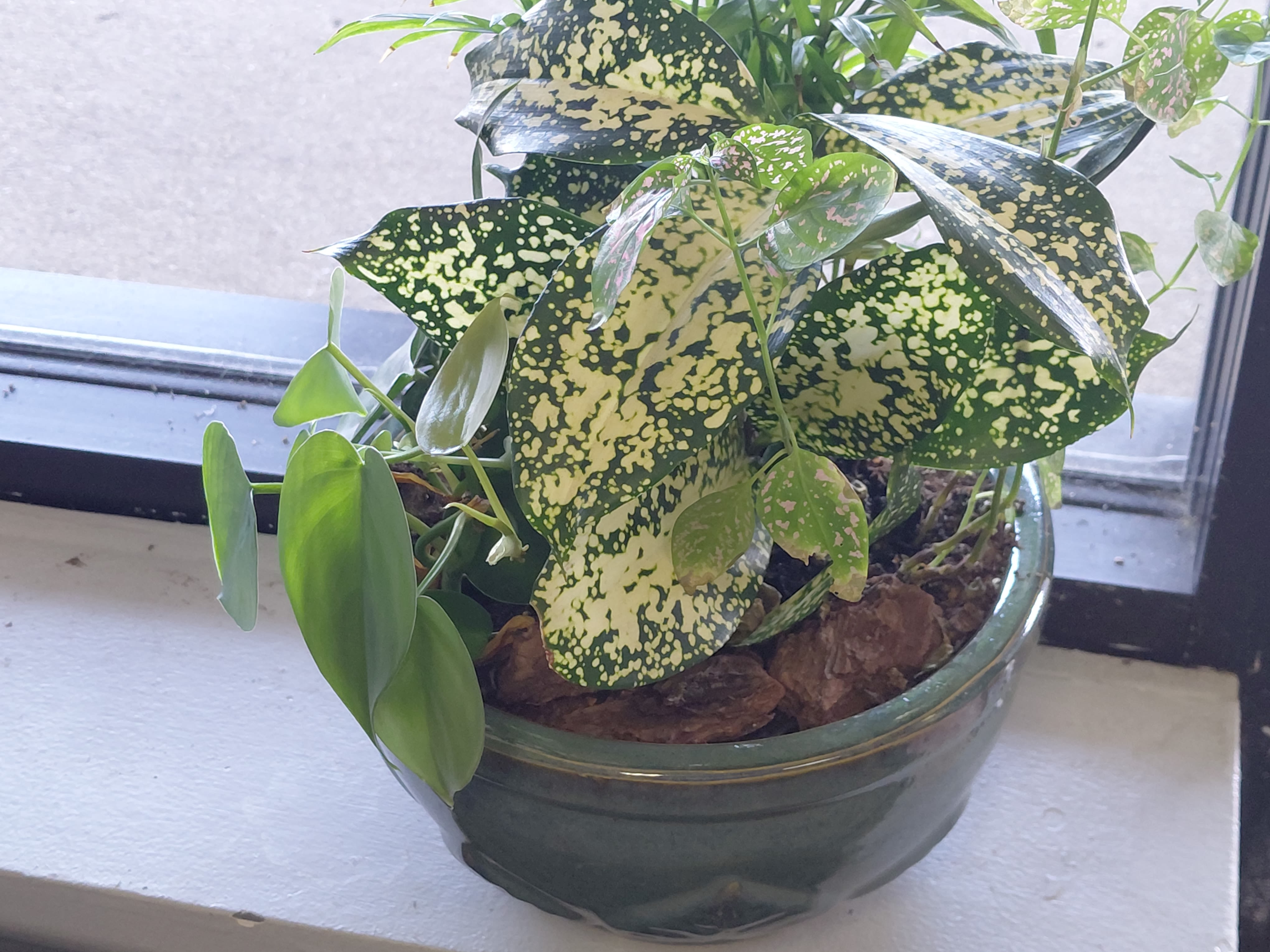 Dish Garden - A dish garden is a miniature garden planted in a shallow container, typically indoors, featuring multiple small plants arranged together. It's a type of container garden where various plant species, often chosen for their complementary sizes, textures, and colors, are displayed in a shallow dish or bowl. 