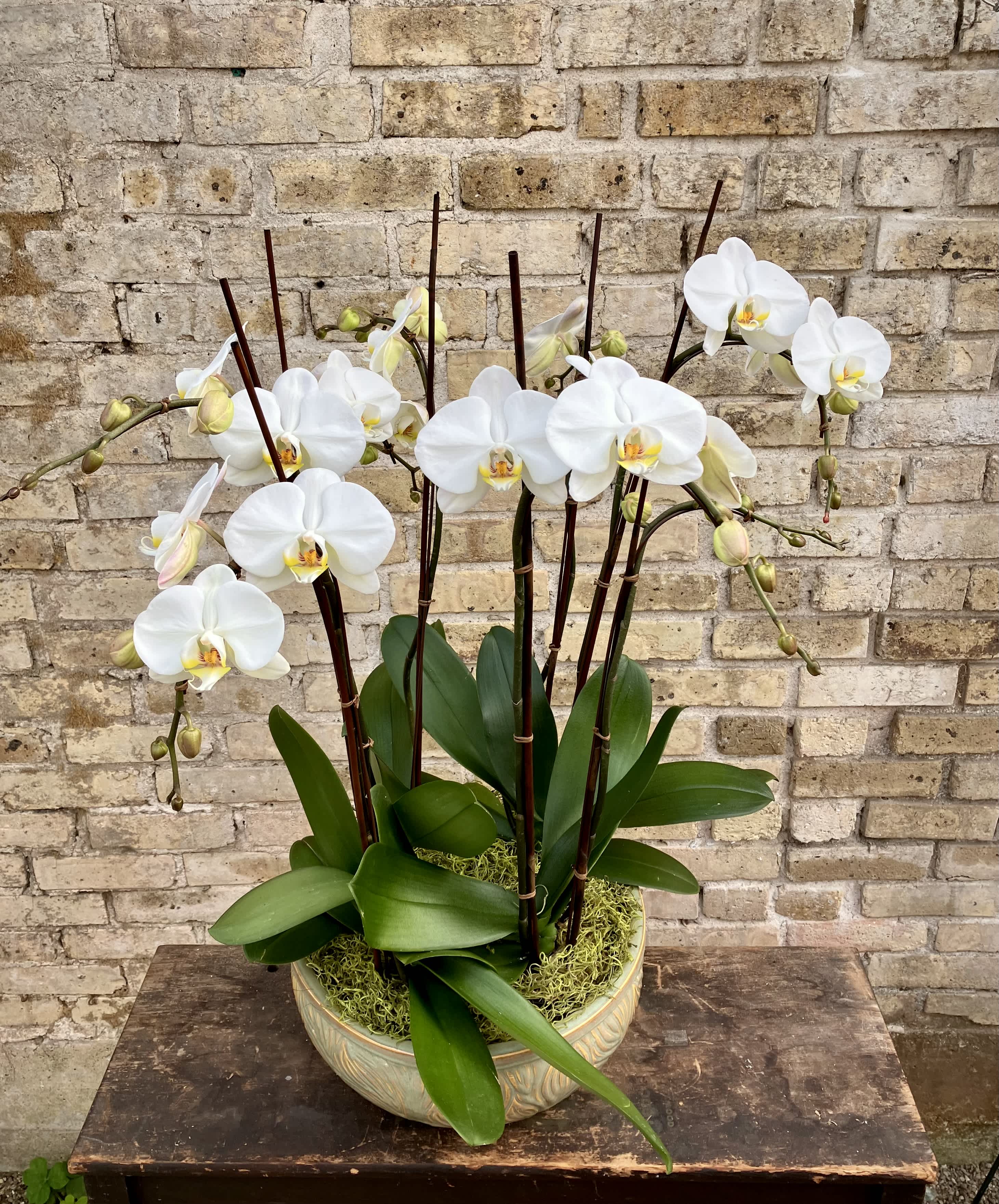 Orchid Centerpiece - Beautiful White Phaleanopsis Orchids in a Large Ceramic Bowl, with Decorative Branches and Spanish Moss.