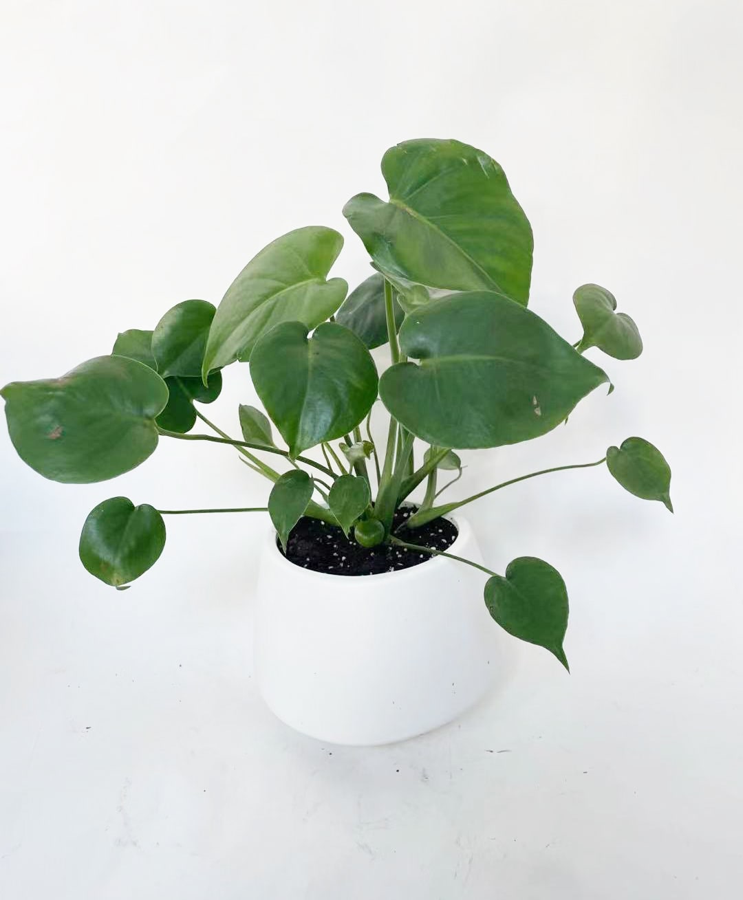 Monstera  - This monstera plant present in a 7.5inch white ceramic planter. It's a simple and modern arrangement. Monstera is a very easy to take care and beautiful indoor plant. Give it water once a week, avoid too much direct sunlight.  
