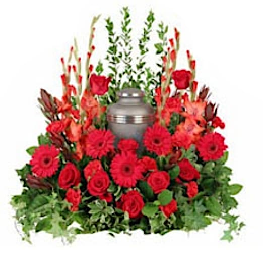Scarlet Sentiments Memorial Urn Arrangement - This stunning funeral arrangement is a poignant tribute, adorned with striking red gladiolas, cheerful gerbera daisies, classic carnations, and elegant roses. The vibrant blooms are beautifully complemented by lush ivy, variegated pittosporum, and ruscus, creating a rich and artistic display that honors the life of your loved one. The combination of colors and textures not only conveys deep sympathy but also celebrates the enduring beauty and memories shared, serving as a meaningful gesture of love and remembrance during this difficult time. Urn not included