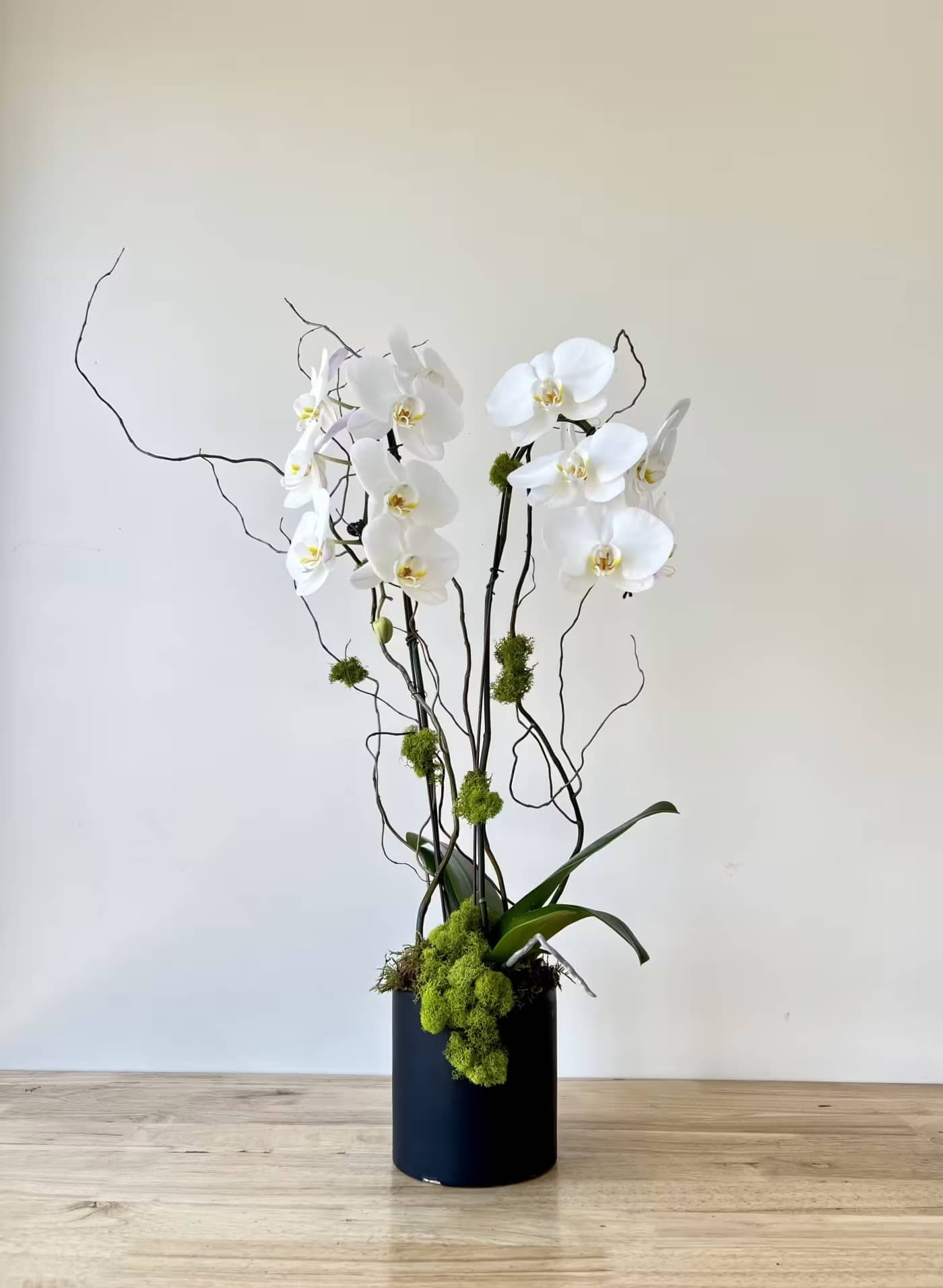 DOUBLE ORCHID PLANTER DOUBLE ORCHID PLANTER - Beautiful double potted orchid, decorated with moss and curly willow.