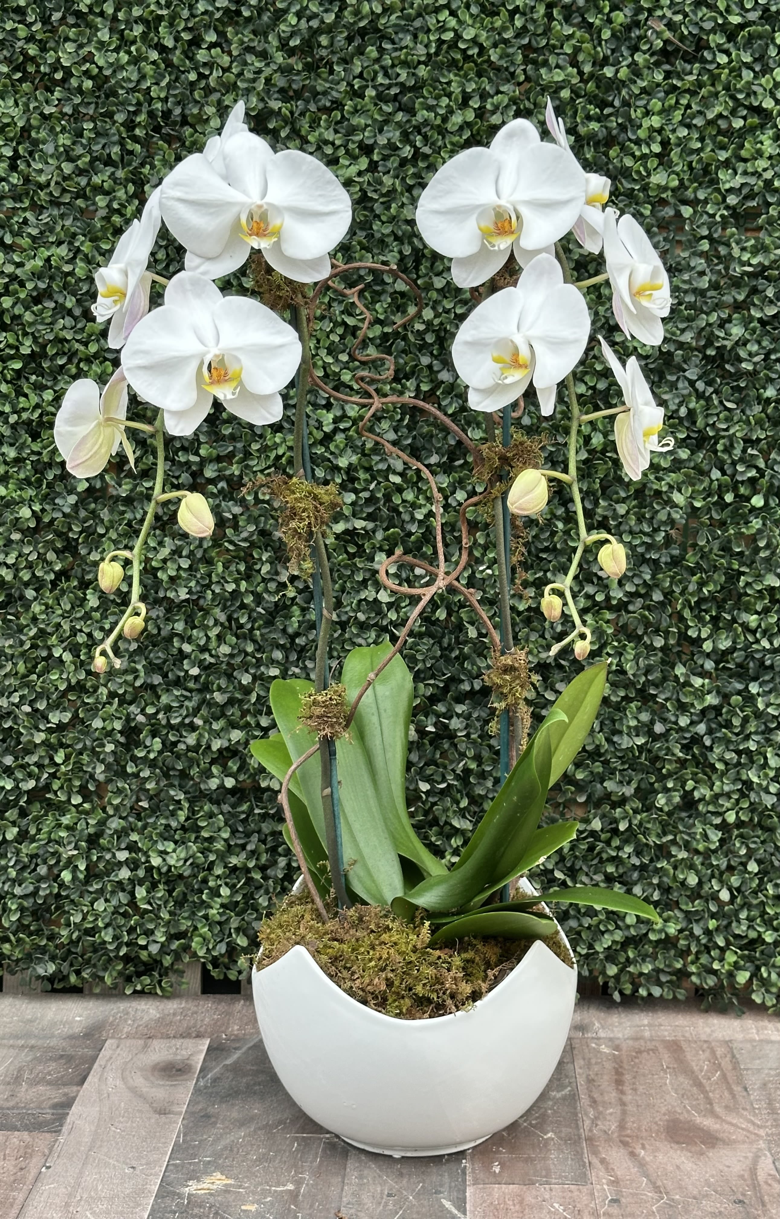 ORCHID ODYSSEY (WHITE) - A double stem white Phalaenopsis orchid in white ceramic container with moss and willow.
