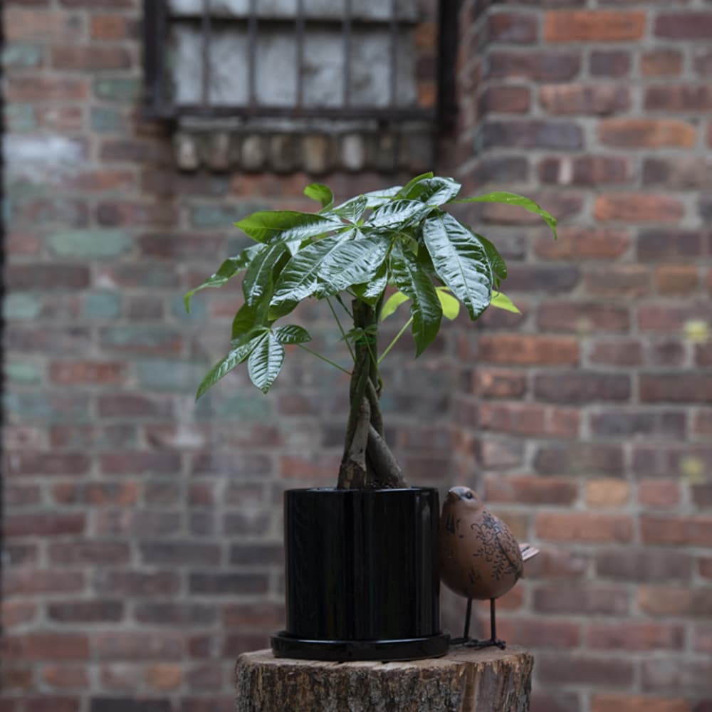 Potted Money Tree Potted Money Tree - Money tree in a ceramic pot.