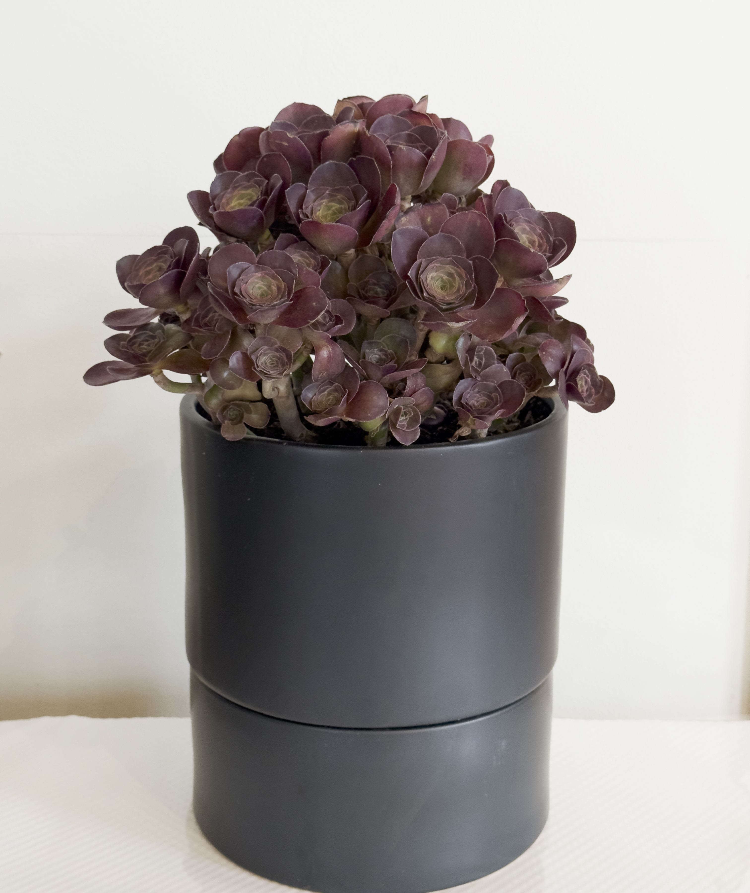 Midnight Aeonium Midnight Aeonium - Bring a bold elegance to your home or office with the Midnight Aeonium. This striking succulent features dramatic, deep burgundy rosettes that create a sculptural, modern silhouette. Low maintenance and eye-catching. The Aeonium "Zwartkop" thrives with minimal care and makes a perfect statement piece for shelves, desks, or countertops. The plant is beautifully presented in a sleek matte black ceramic planter with a contemporary tiered self-watering saucer. Details: *Plant height: Approx 12-13inches *Easy-care succulent, drought tolerant *Pet friendly *Modern matte black ceramic self watering planter included *Ideal for bright indoor spaces or shaded outdoor areas Care instructions: Place in bright, indirect light or partial sun. Water sparingly; allow soil to dry completely between waterings. Avoid overwatering.