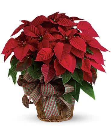 Red Poinsettia Red Poinsettia - You'll send a really big Christmas wish when you have this wonderfully large, bright red poinsettia delivered to your family or friends. Poinsettias are a natural gift for the holidays, and this is sure to make a grand entrance! A large red poinsettia is delivered in a 7" natural container that's all wrapped up with a beautiful red taffeta ribbon. wrap in foil