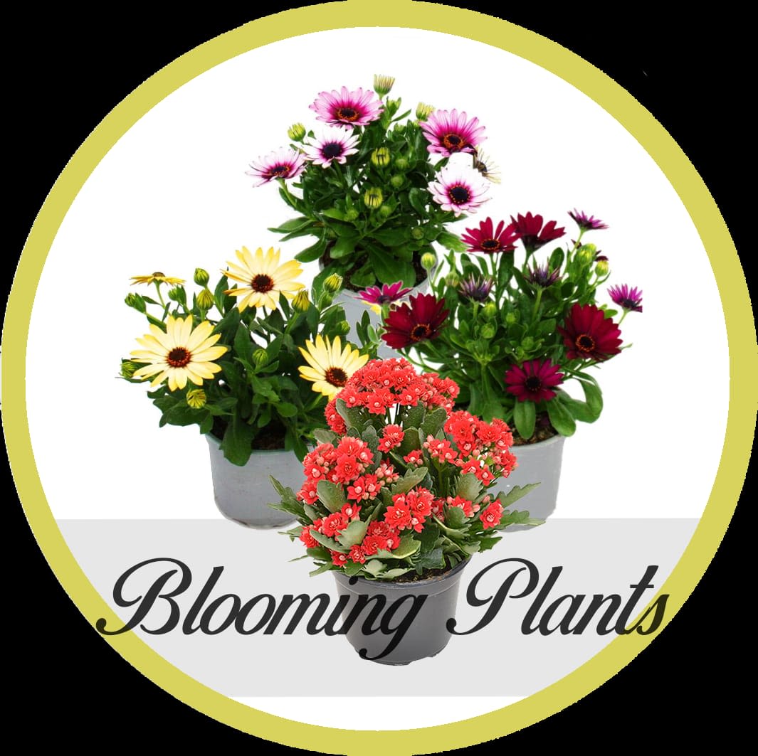 Blooming Plants - Beatiful and varied blooming plants chosen by our designer 