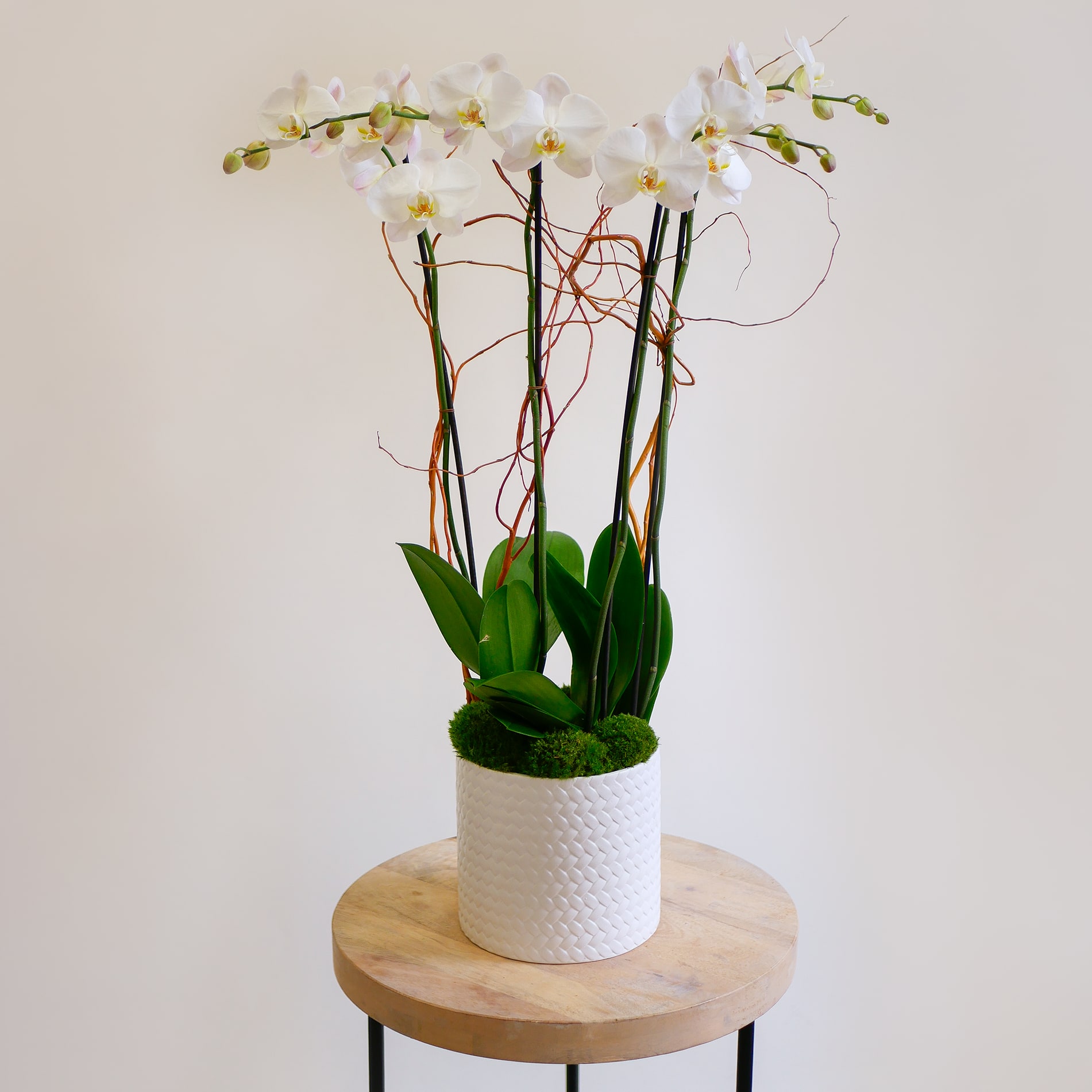 Up & Out Blooms Up & Out Blooms - This lush arrangement features two plants of our double spike white up & out Phalaenopsis orchids, presenting as 4 stems of blooms. The beautiful white orchids are adorned with curly willow branches and designed in a white ceramic pot.