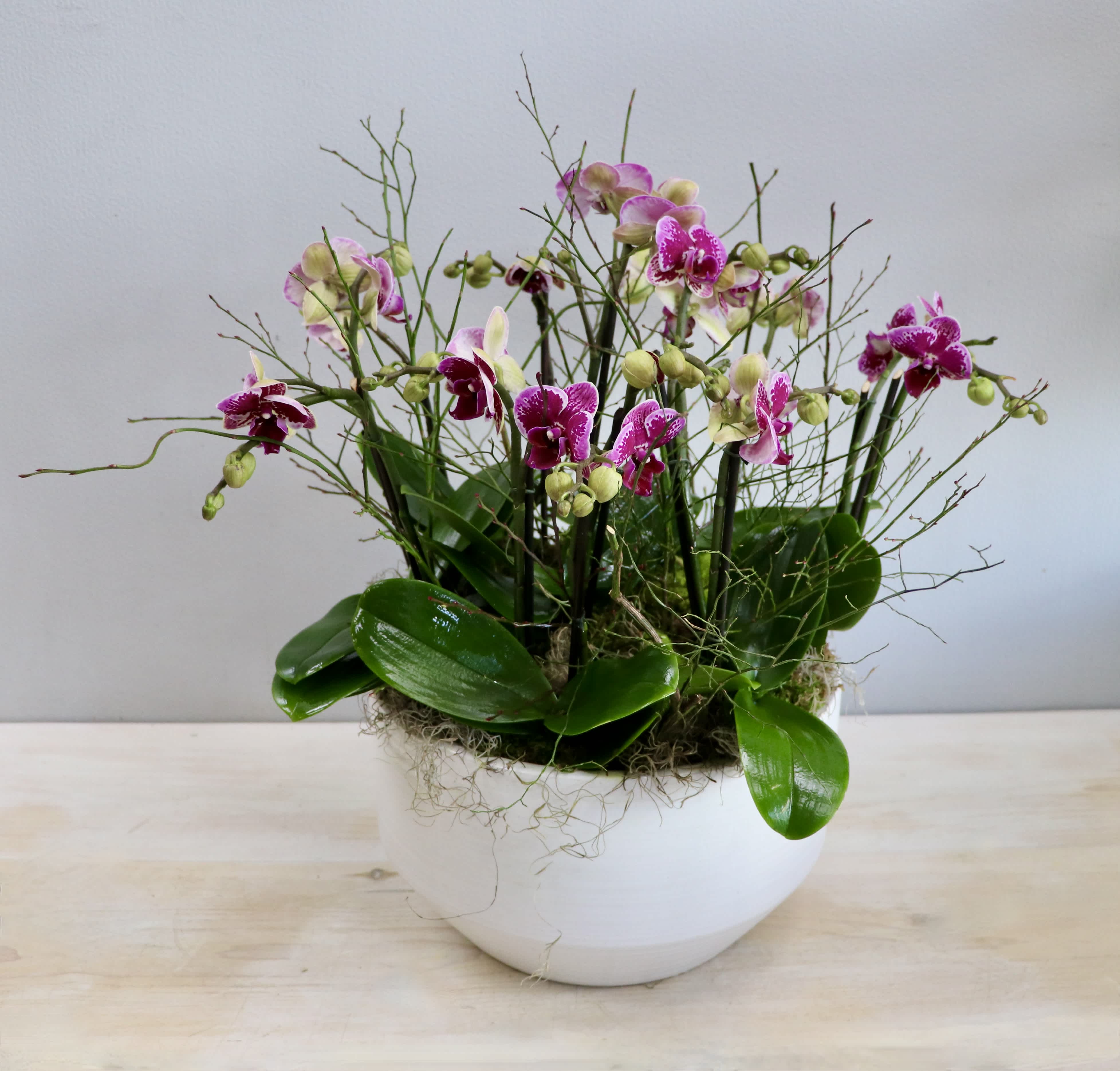 Purple Orchid Bowl - My Glendale Florist - Beautiful purple mini orchids are arranged in a ceramic bowl with seasonal branches and moss. 