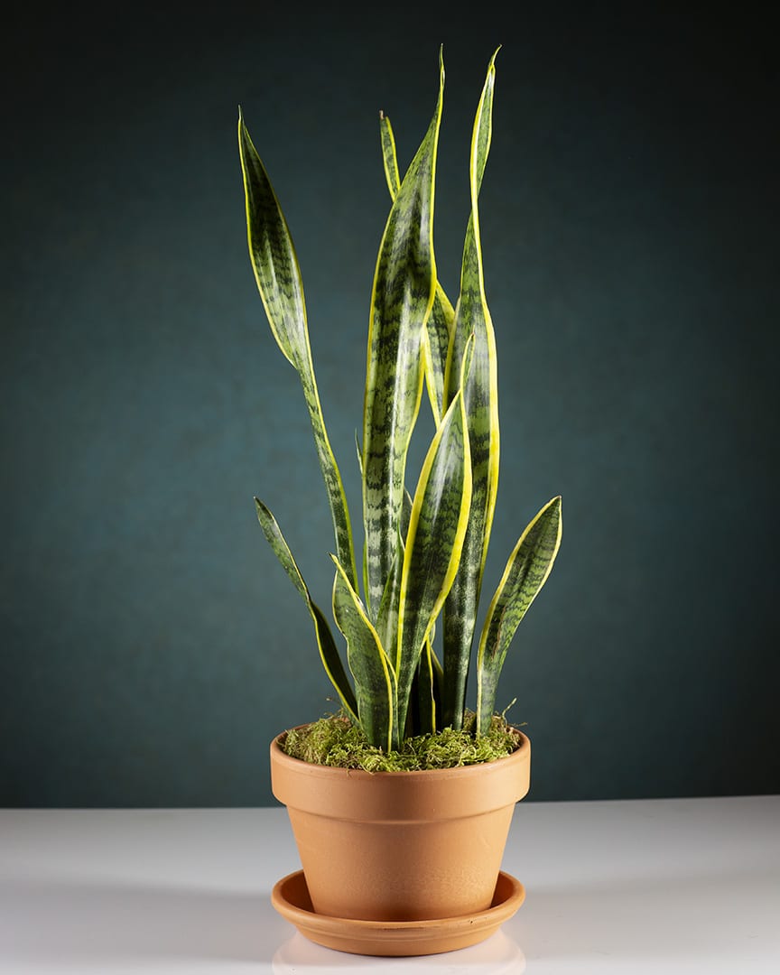 Sansevieria Sansevieria - Native to Africa, this easy-care indoor plant will add color to any home or office space. Great for air quality! Designed in a decorative container and delivered by us, a real Portland florist to anywhere in the greater Portland Oregon area.