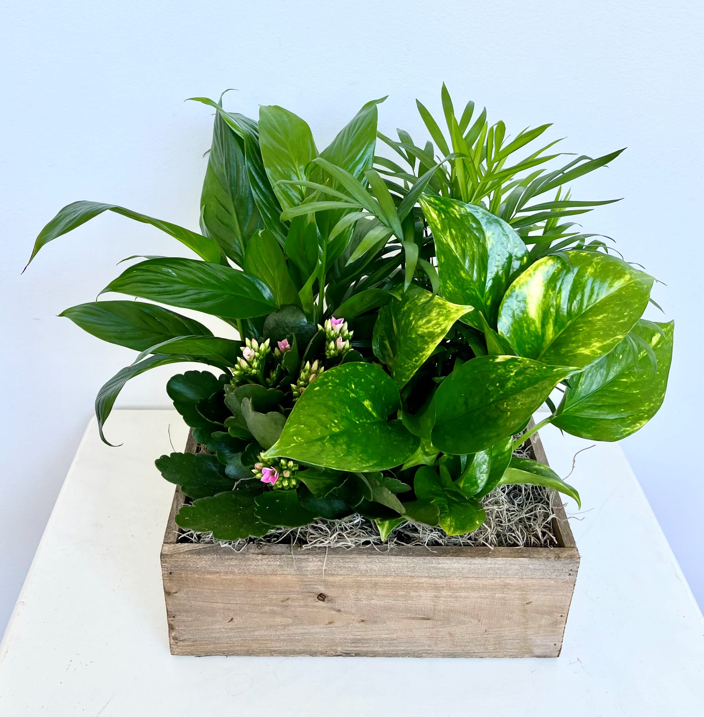 Emerald Greens Wooden Box  - The emerald greens wooden box features a variety of vivid greens to liven up any space! The box is 10in wide,6in deep, and 15in tall (includes height of plants).