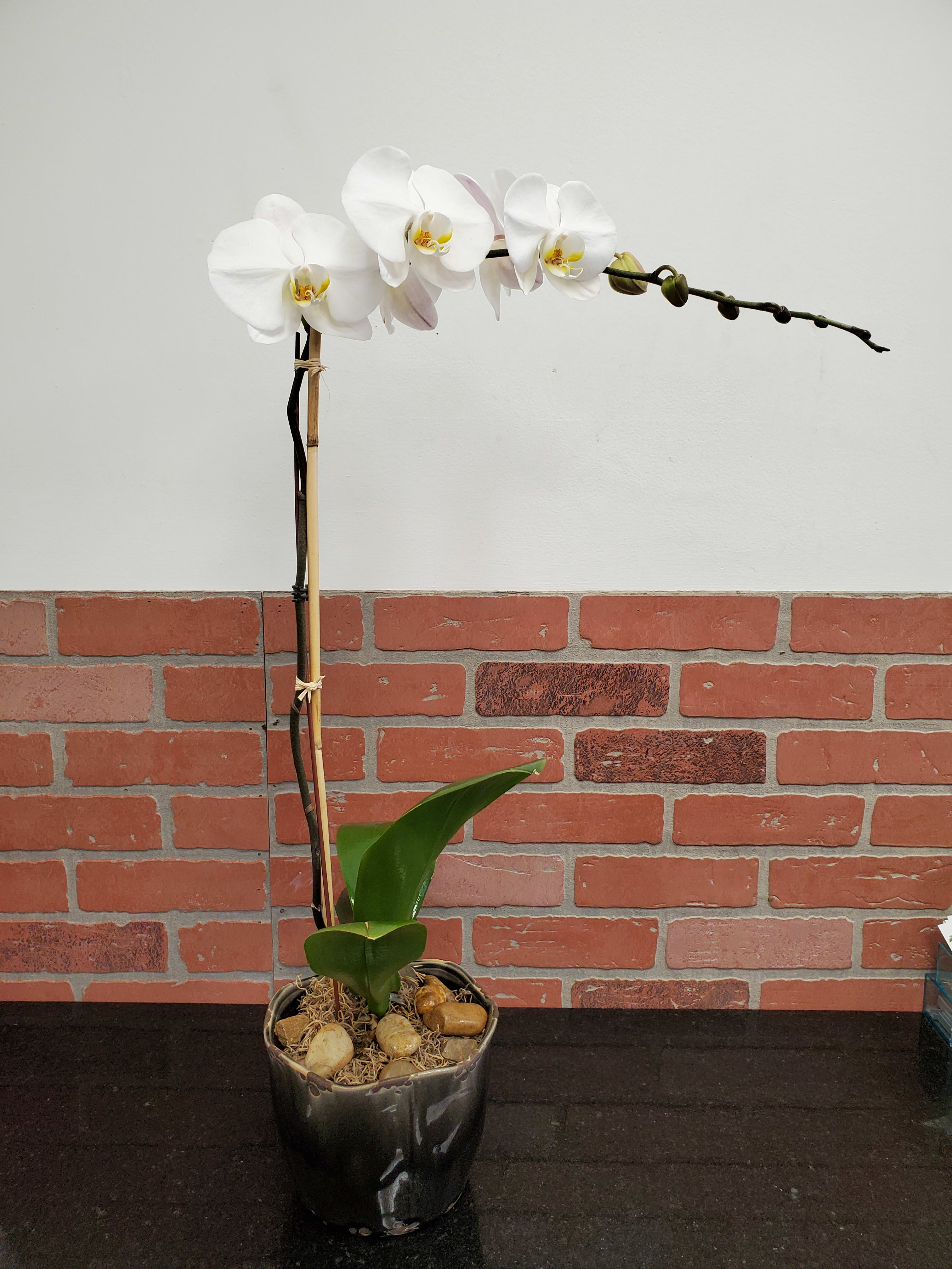 Phalaenopsis Orchid Plant Phalaenopsis Orchid Plant - The container may vary, they could be more bloom depending on the season.