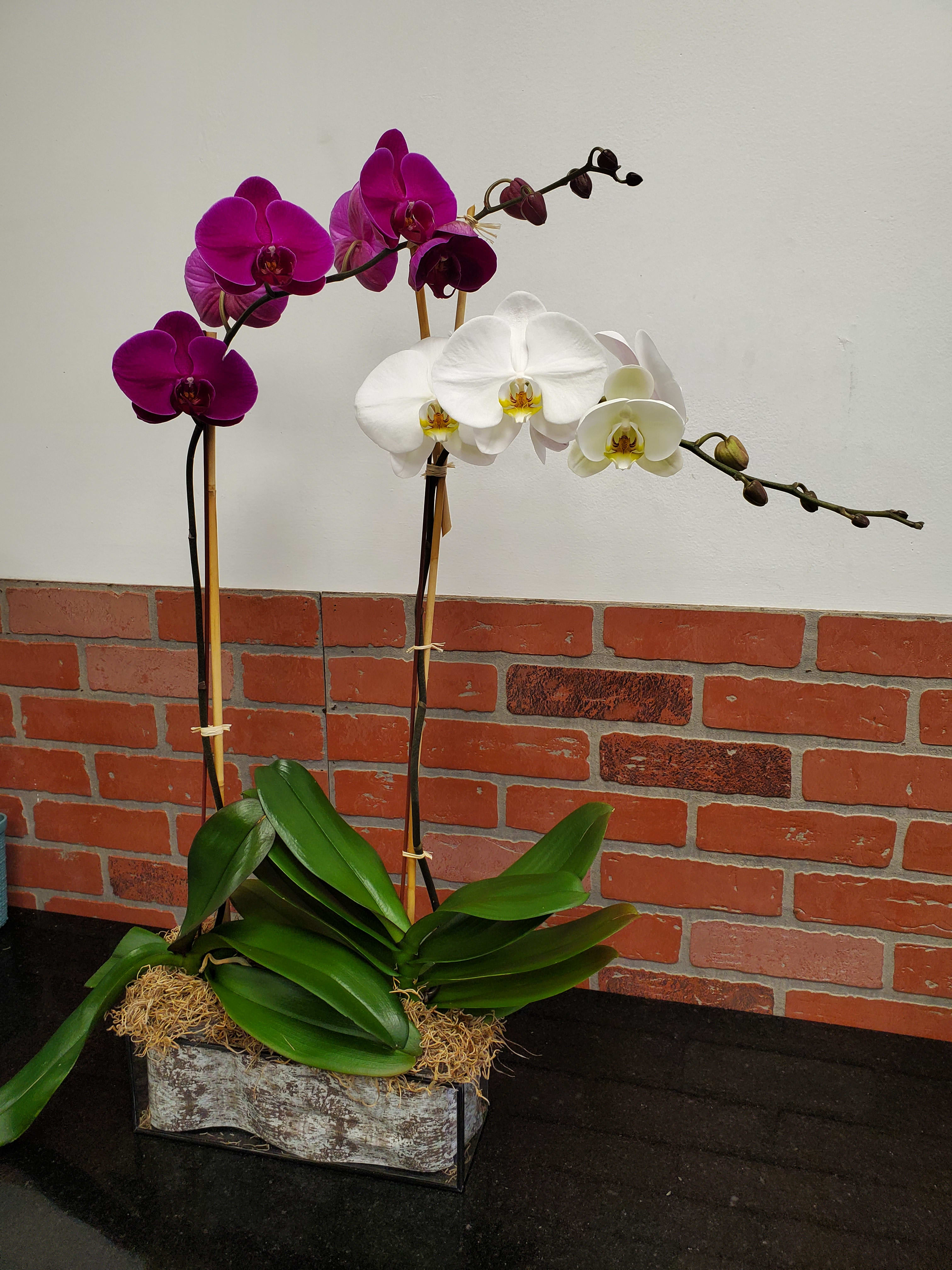 Phalaenopsis Orchid Plants - Two lovely orchid plants in one arrangement! Mixed colors, great gift or house plant for any time of the year. Can last 3 months or more with great care! 