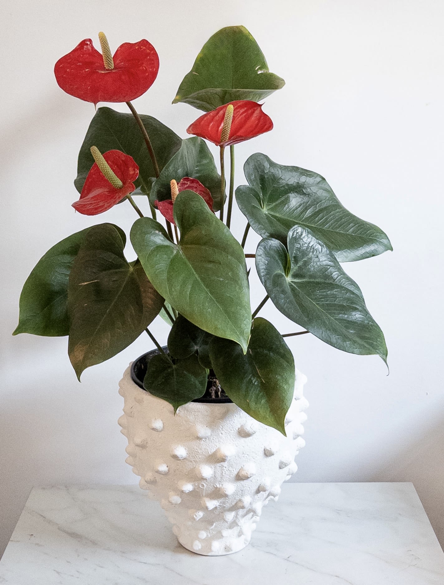 Anthurium Plant  - This fun tropical plant is 8” in diameter and comes in the modern heavy white concrete  container shown. Can be easily removed from the container when needed. An easy care plant with bright red blooms. 