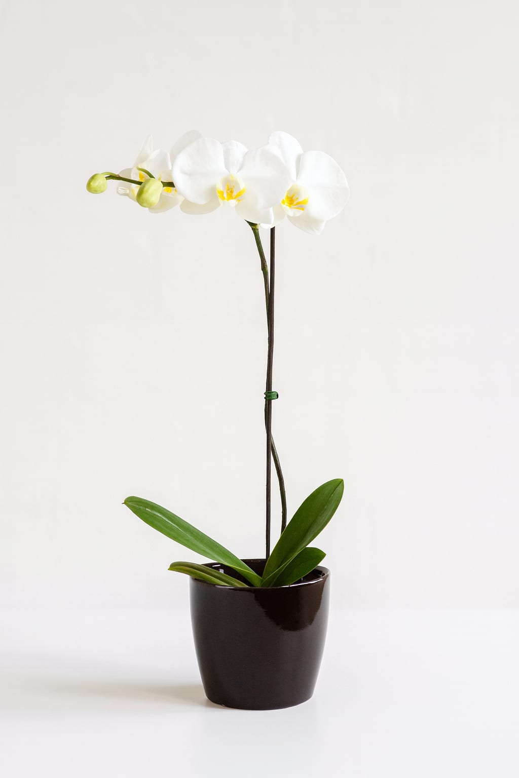 Phalaenopsis Orchid - Simplicity and sophistication all in one package. A beautiful white Phalaenopsis Orchid plant arrives in a black ceramic container with a river rock covering.  Call for other color availability.