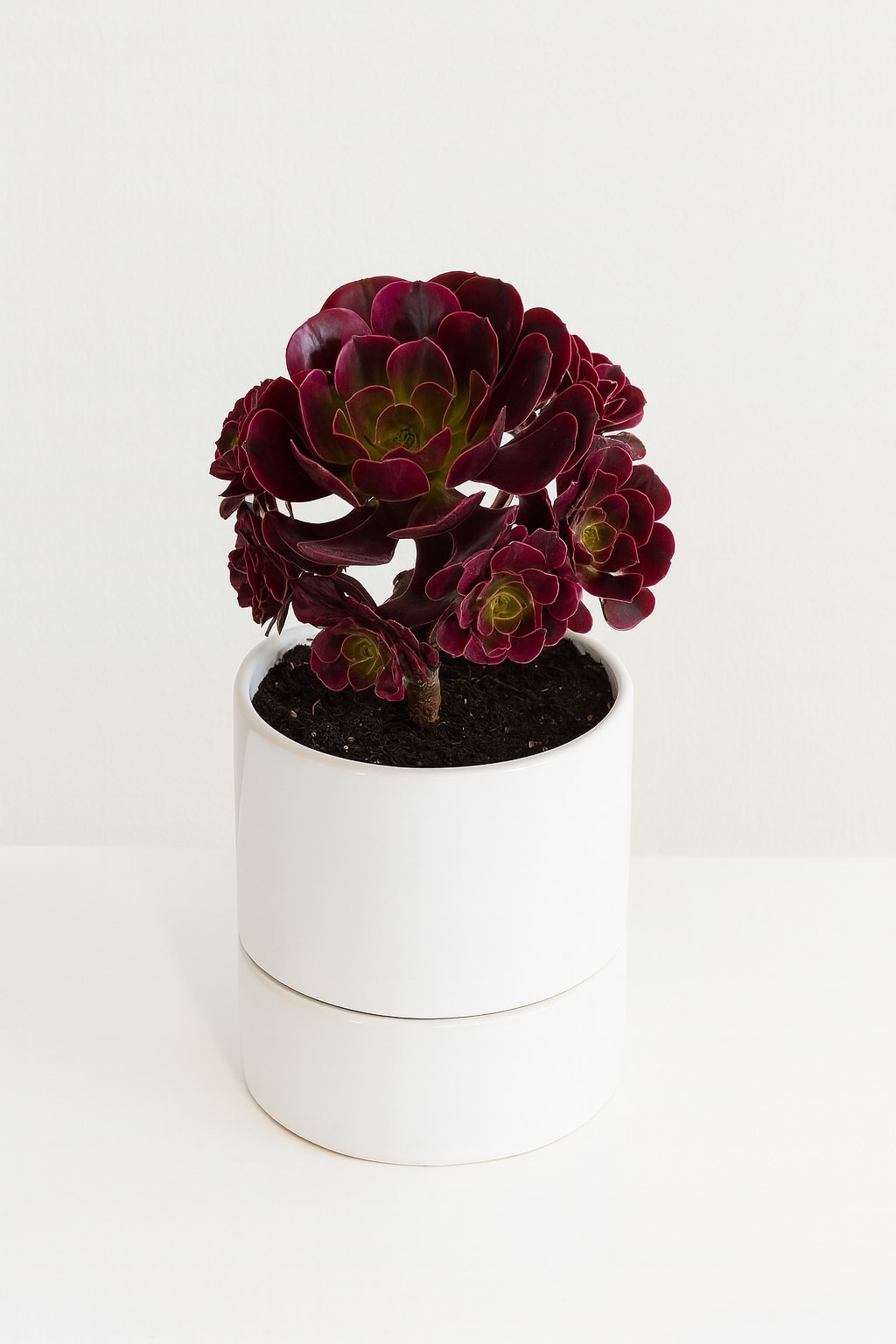 Crimson Crown - Sophisticated and sculptural, the Crimson Crown is a living work of art. This Aeonium features rich burgundy rosettes that deepen in color with sunlight, each bloom arrangement light a miniature rose. Its striking silhouette stands out beautifully against the modern white ceramic planter, making it a bold yet elegant accent for home or office.   Low-maintenance and full of personality, it's the perfect gift for succulent lovers or anyone who appreciates unique, stylish greenery.   Details: *Botanical name: Aeonium arboreum &quot; Zwartkop&quot; *Approx plant height: 7&quot;-8&quot; * Plant in a ceramic pot  * Best for bright indoor light or part sun outdoors.   Care instructions:  Place in bright, indirect light. Water sparingly when soil is dry. Tolerates dry indoor air and minimal care. 