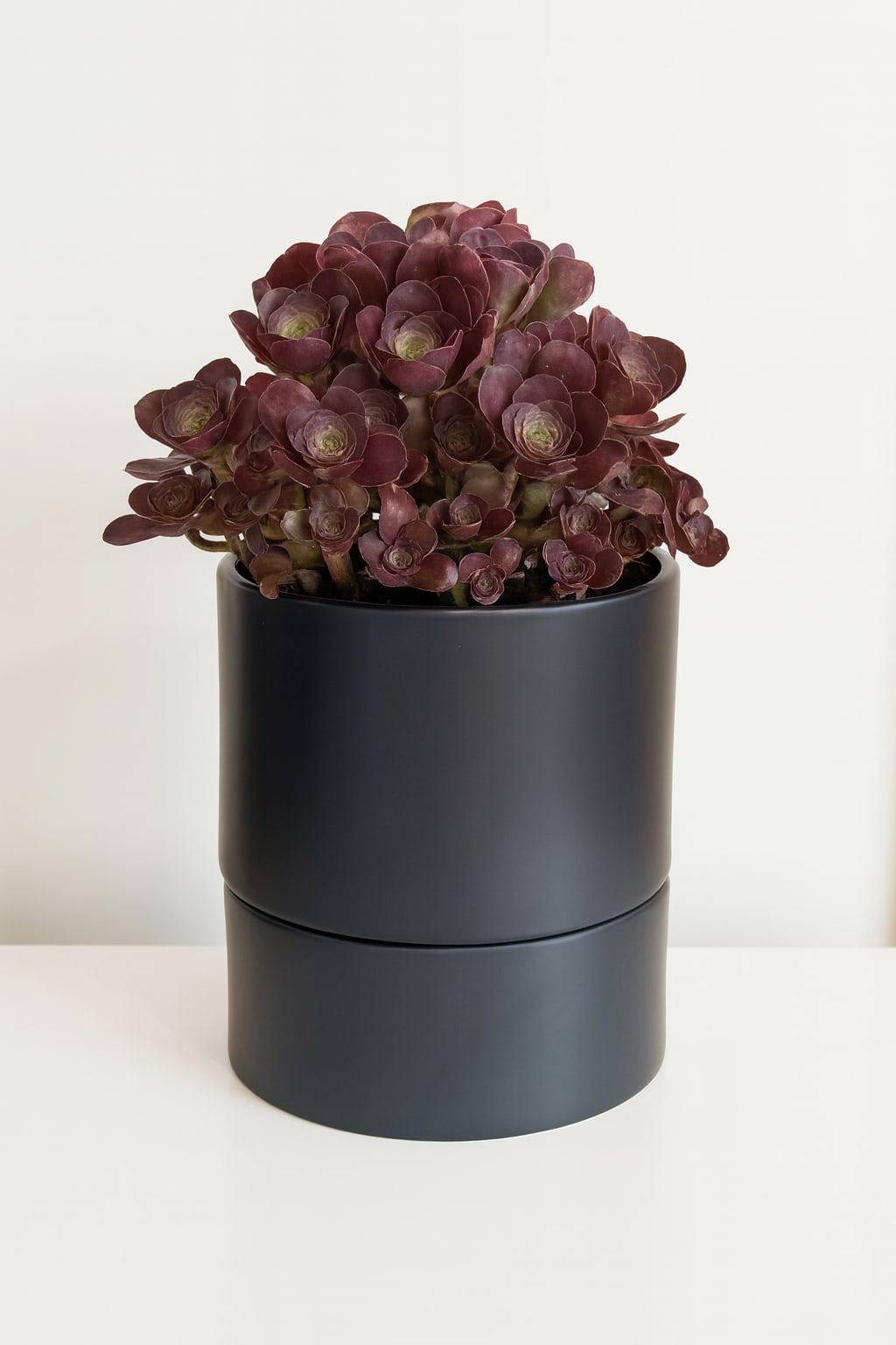 Midnight Aeonium - Bring a bold elegance to your home or office with the Midnight Aeonium. This striking succulent features dramatic, deep burgundy rosettes that create a sculptural, modern silhouette. Low maintenance and eye-catching. The Aeonium &quot;Zwartkop&quot; thrives with minimal care and makes a perfect statement piece for shelves, desks, or countertops.   The plant is beautifully presented in a sleek matte black ceramic planter with a contemporary tiered self-watering saucer.  Details:  *Plant height:  Approx  12-13inches  *Easy-care succulent, drought tolerant  *Pet friendly *Modern matte black ceramic self watering planter included *Ideal for bright indoor spaces or shaded outdoor areas  Care instructions:  Place in bright, indirect light or partial sun. Water  sparingly; allow soil to dry completely between waterings. Avoid overwatering. 