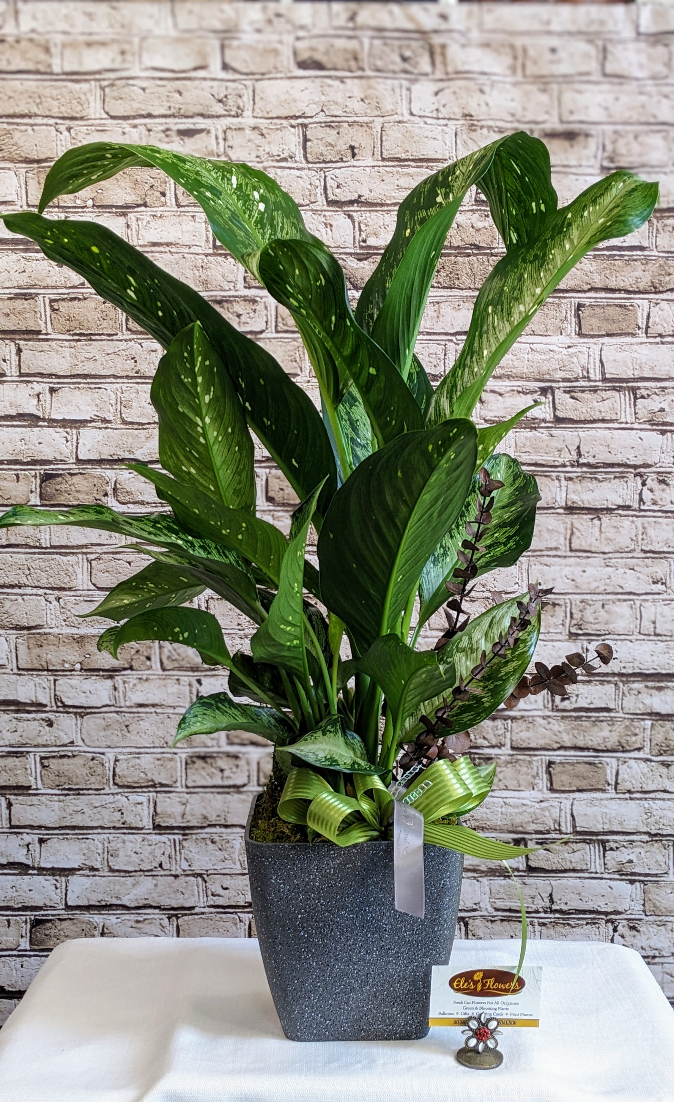 Distinct Dieffenbachia - 6&quot; Planter - The Dieffenbachia, also known as Dumb Cane, is a striking tropical plant renowned for its lush foliage and unique patterns. Its large, broad leaves boast a stunning combination of creamy white, yellow, and green hues, adding a splash of color and vibrancy to any indoor setting. This plant's distinctive appearance lends an exotic flair to its surroundings, making it a popular choice for interior décor. Despite its eye-catching beauty, the Dieffenbachia is relatively easy to care for, thriving in moderate to bright indirect light and requiring occasional watering. However, it's important to handle this plant with care, as its sap contains toxic compounds that can cause irritation if ingested or come into contact with the skin. With its striking foliage and low maintenance needs, the Dieffenbachia is an excellent choice for adding a touch of tropical elegance to homes, offices, and indoor gardens.  Plant will be delivered similar as shown, container may vary.    Approximate Dimensions: 29&quot;H x 19&quot;W 