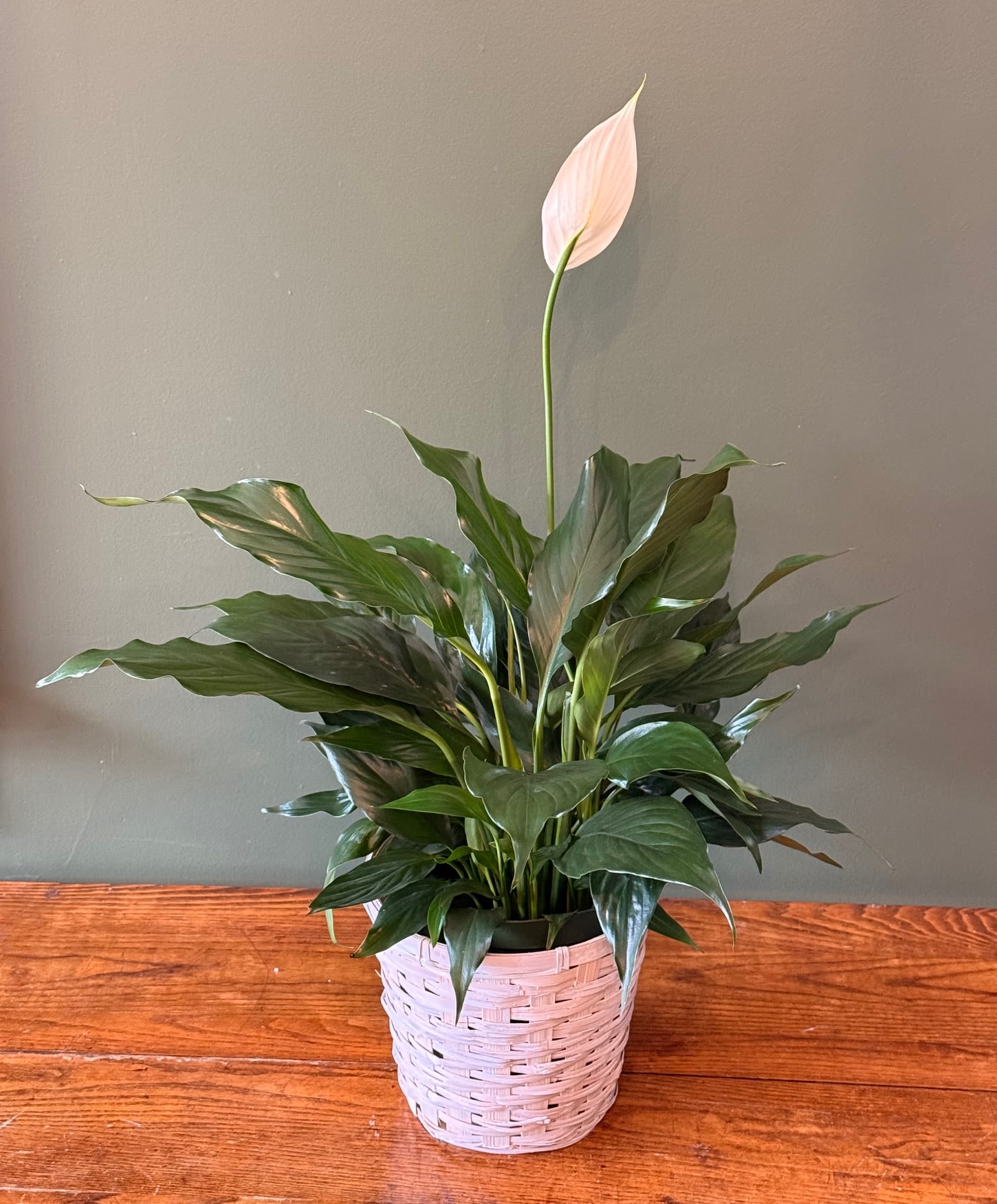 Spathiphyllum plant - 6&quot; potted Spathiphyllum plant and container that is approximately 24&quot; in height