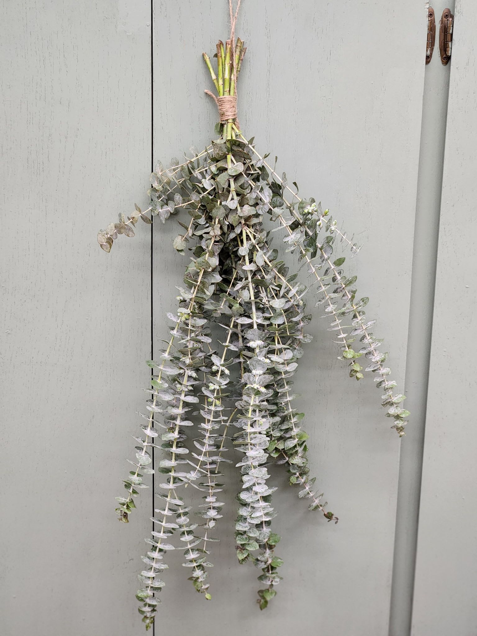 Eucalyptus Shower Hanger Eucalyptus Shower Hanger - Fresh, super fragrant branches of spiral eucalyptus bundled and tied with jute twine. Hang in your shower for a soothing spa ascetic. Makes a lovely get well or housewarming gift!